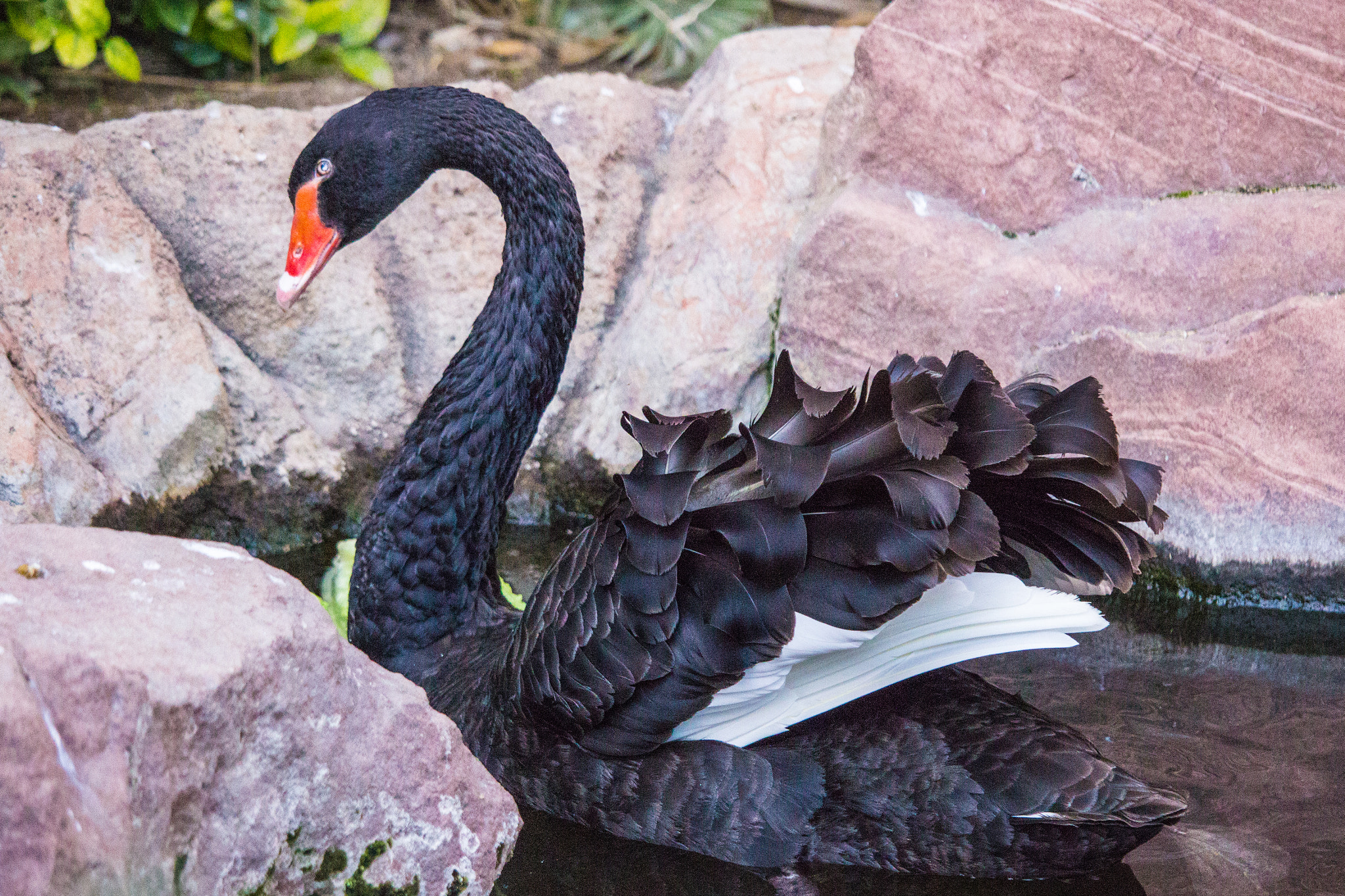Canon EOS 600D (Rebel EOS T3i / EOS Kiss X5) + Canon EF-S 55-250mm F4-5.6 IS STM sample photo. Australian black swan photography