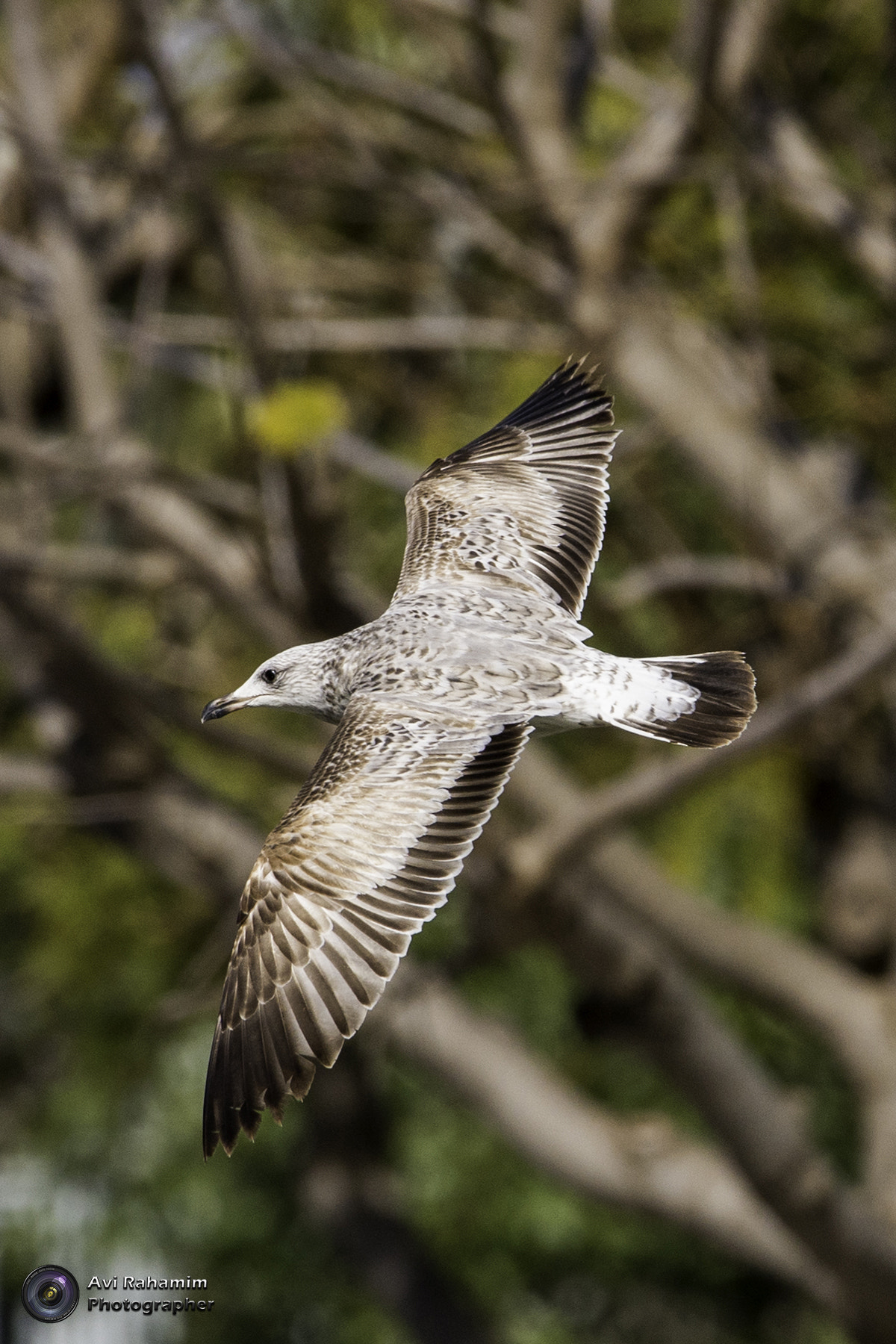 Sigma 150-600mm F5-6.3 DG OS HSM | C sample photo