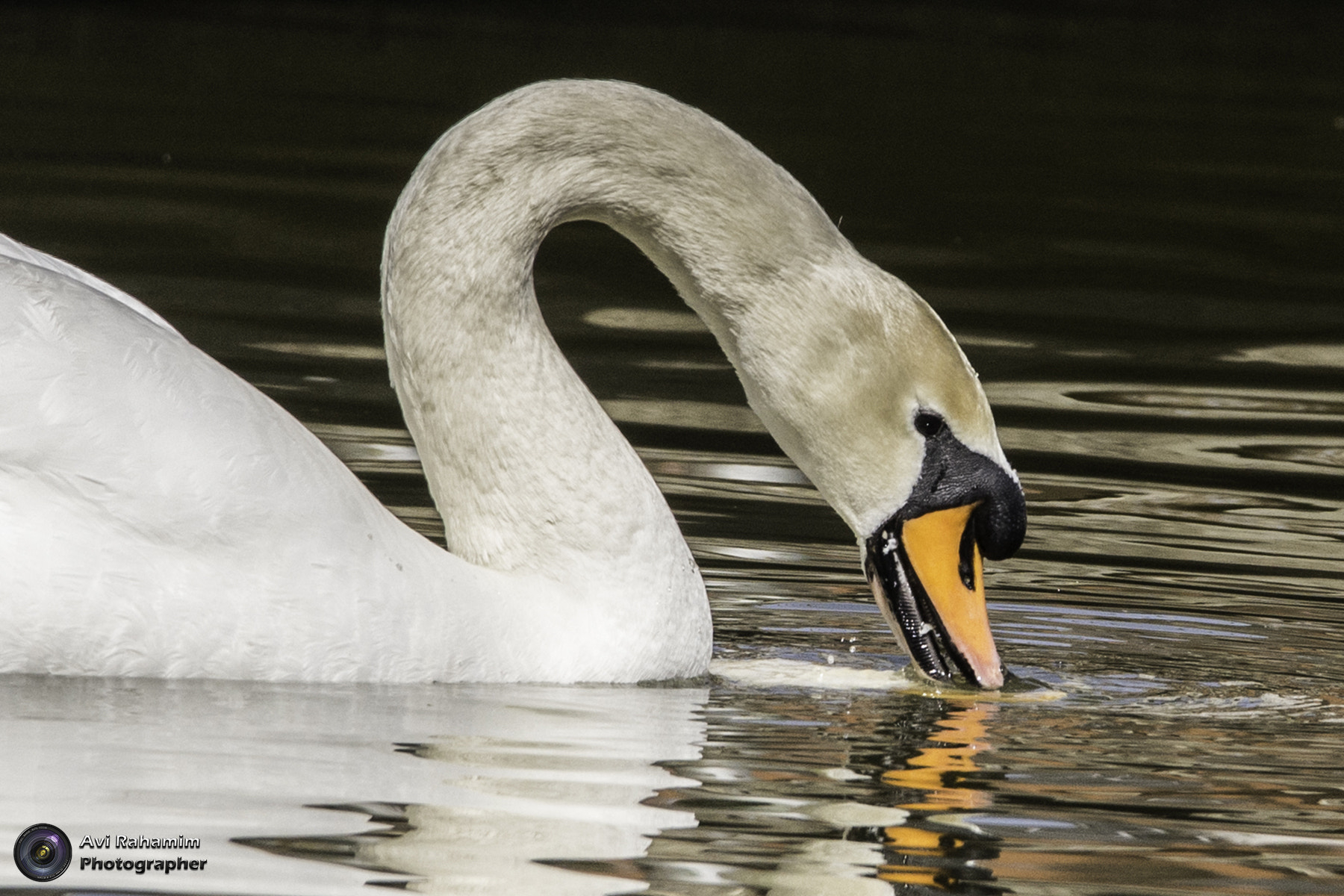 Sigma 150-600mm F5-6.3 DG OS HSM | C sample photo