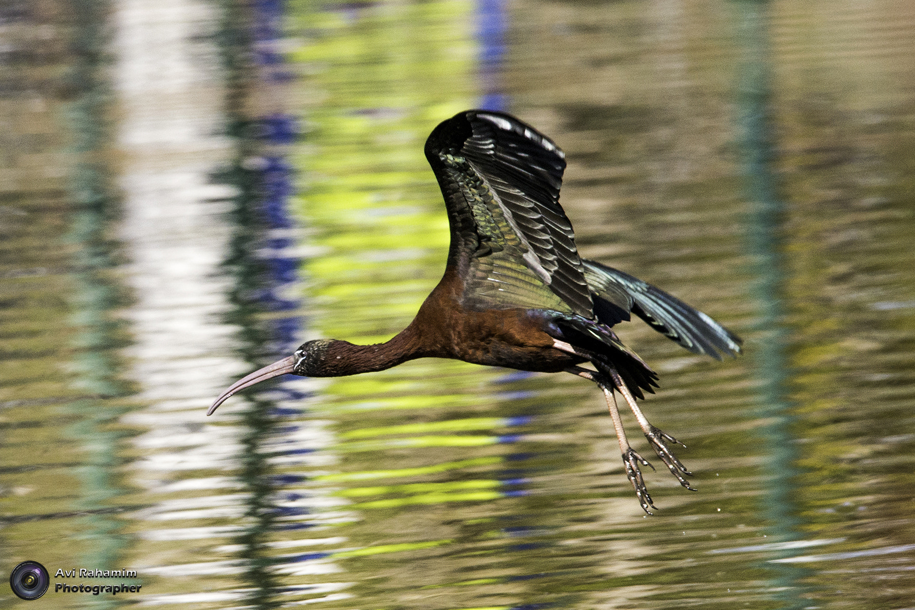 Sigma 150-600mm F5-6.3 DG OS HSM | C sample photo