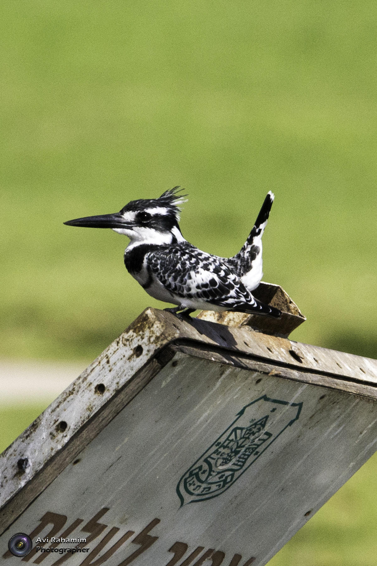 Sigma 150-600mm F5-6.3 DG OS HSM | C sample photo