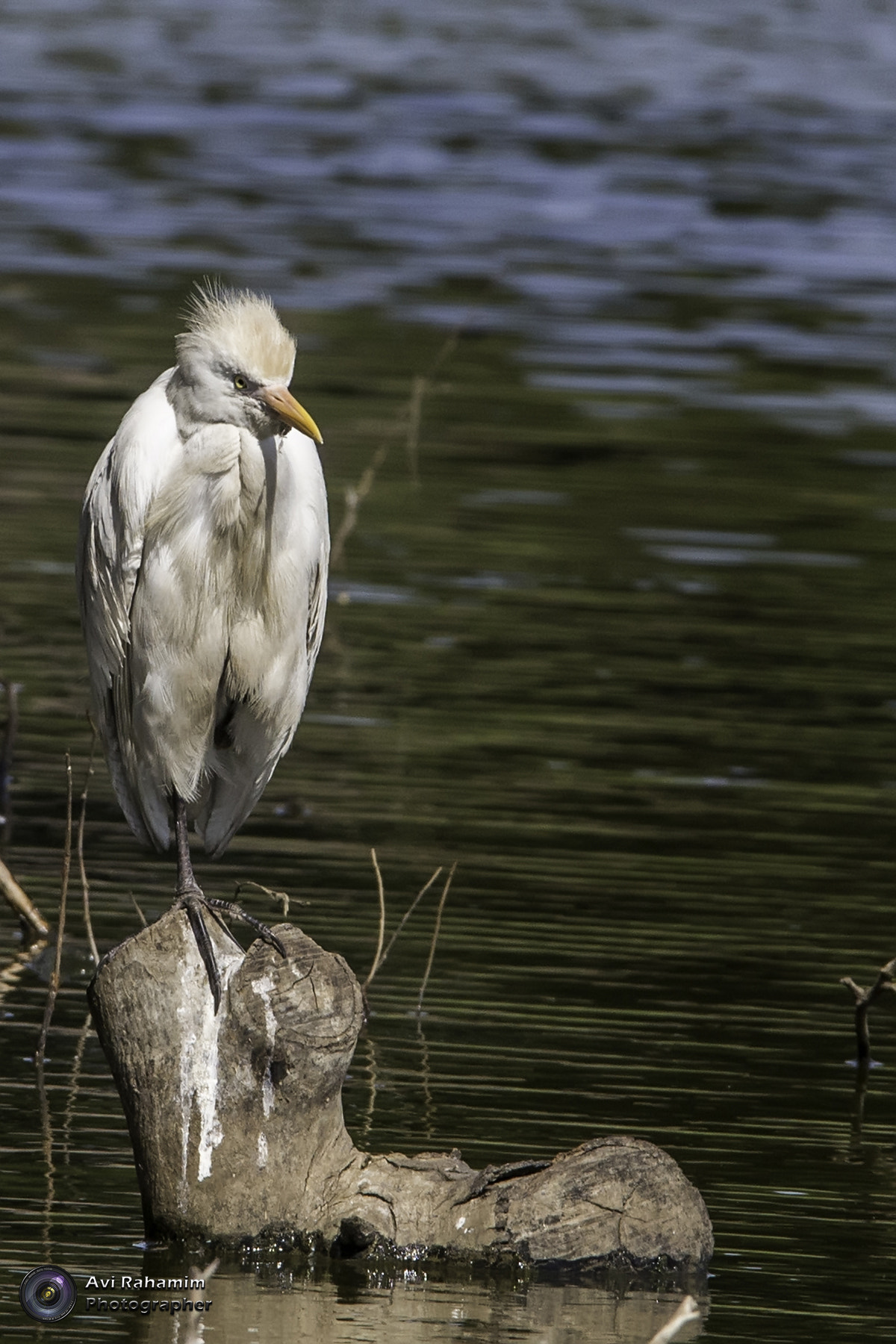 Sigma 150-600mm F5-6.3 DG OS HSM | C sample photo