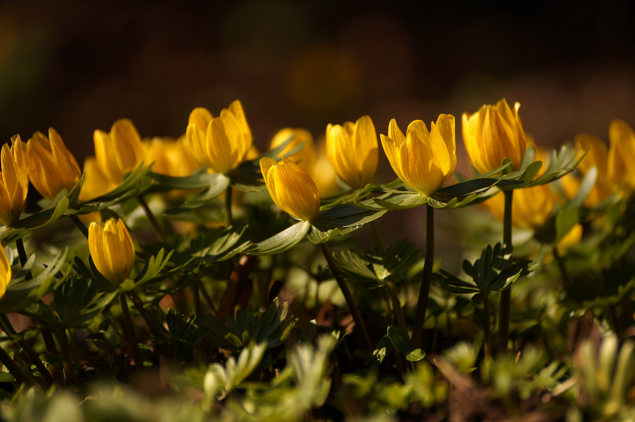 Sony DT 55-300mm F4.5-5.6 SAM sample photo. Eranthis hyemalis - rannik wiosenny photography