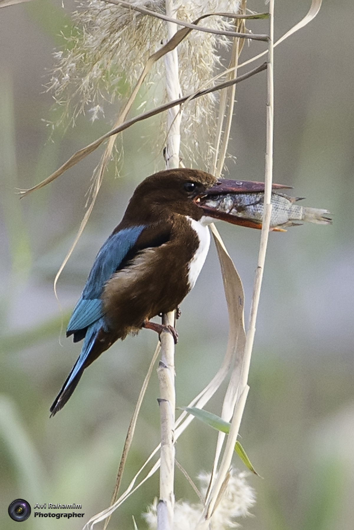 Sigma 150-600mm F5-6.3 DG OS HSM | C sample photo