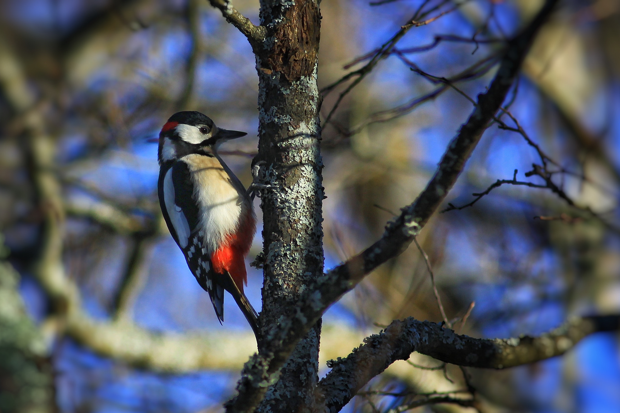 Canon EOS 50D + Canon EF 300mm F4L IS USM sample photo. Woodpecker photography