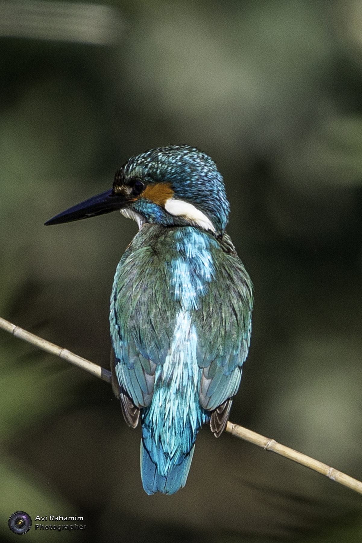 Sigma 150-600mm F5-6.3 DG OS HSM | C sample photo