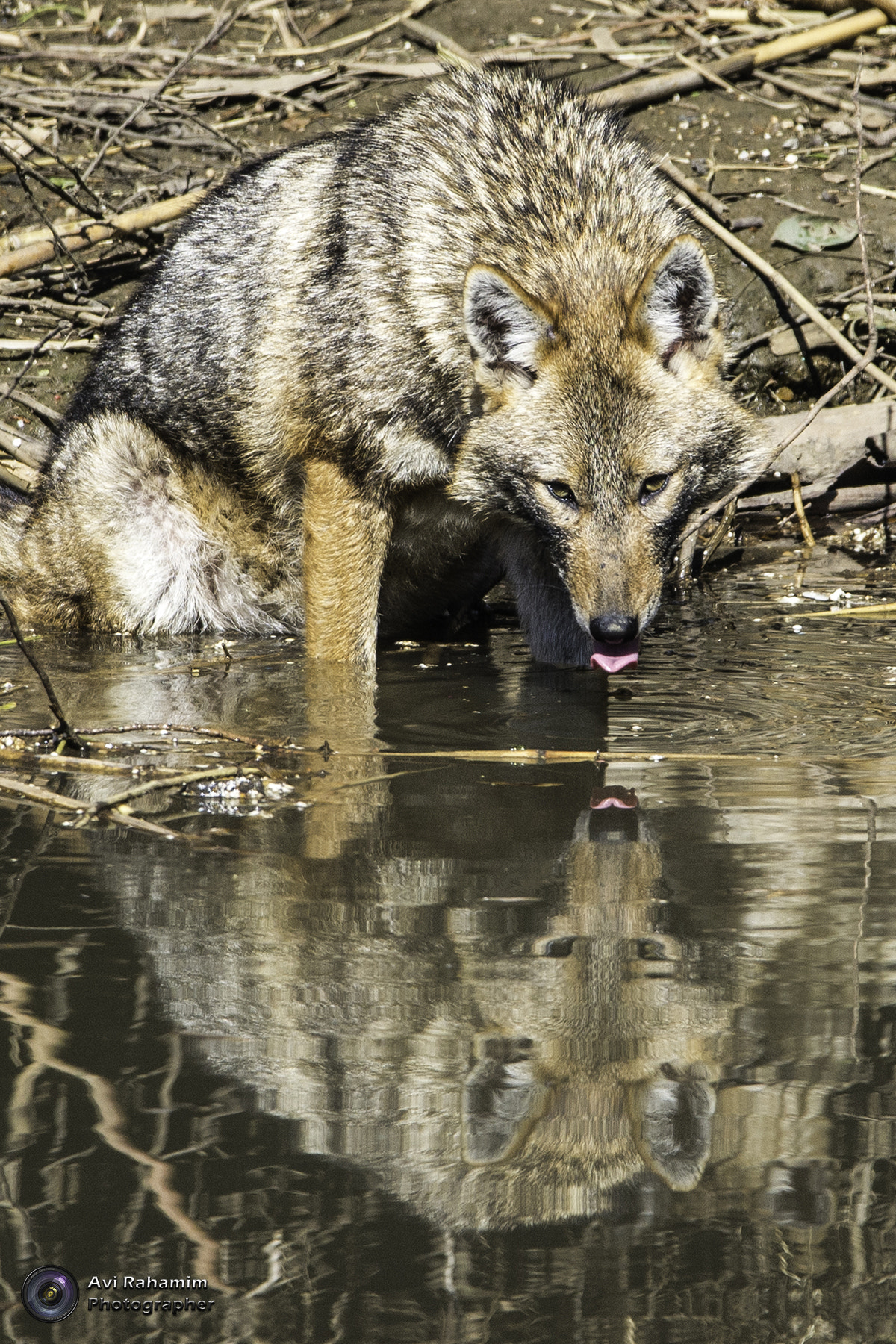 Sigma 150-600mm F5-6.3 DG OS HSM | C sample photo