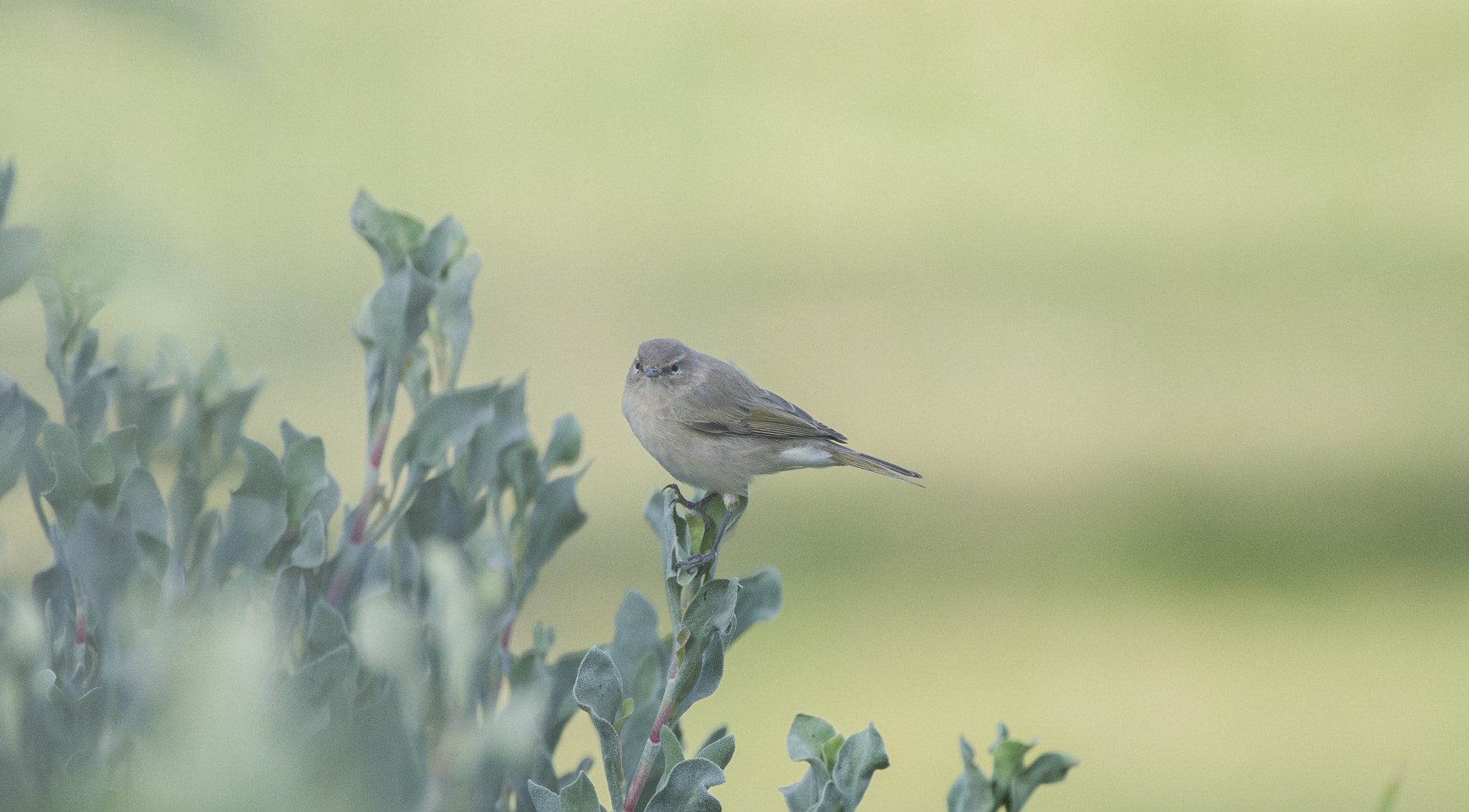 Nikon AF-S Nikkor 200-500mm F5.6E ED VR sample photo. Sparrow photography