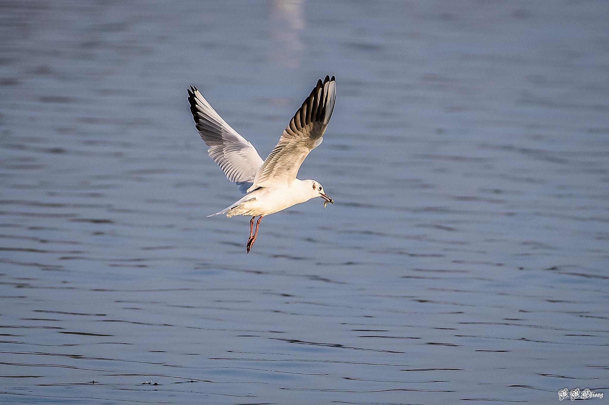 Nikon AF-S Nikkor 200-500mm F5.6E ED VR sample photo. Dsc photography