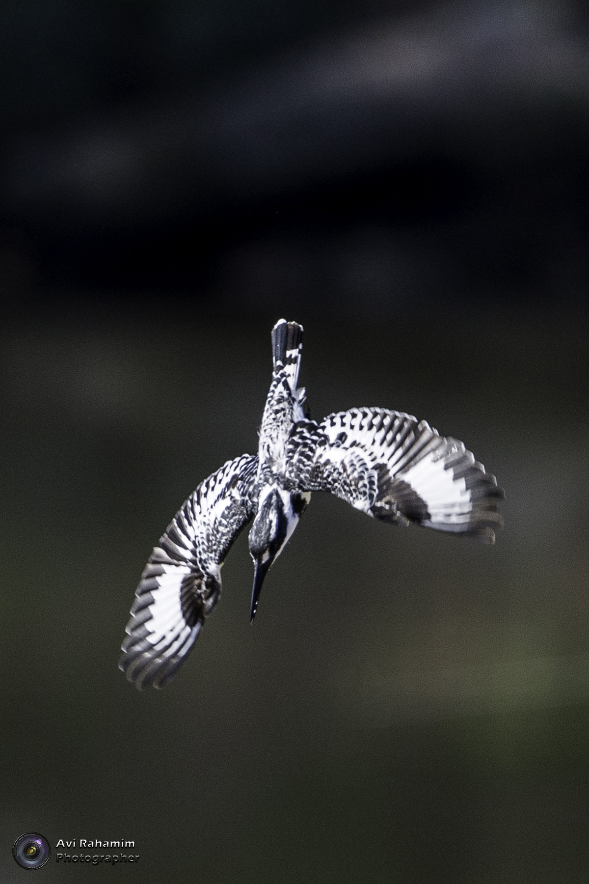 Sigma 150-600mm F5-6.3 DG OS HSM | C sample photo