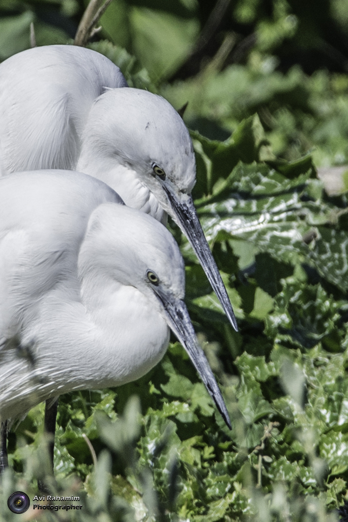 Sigma 150-600mm F5-6.3 DG OS HSM | C sample photo