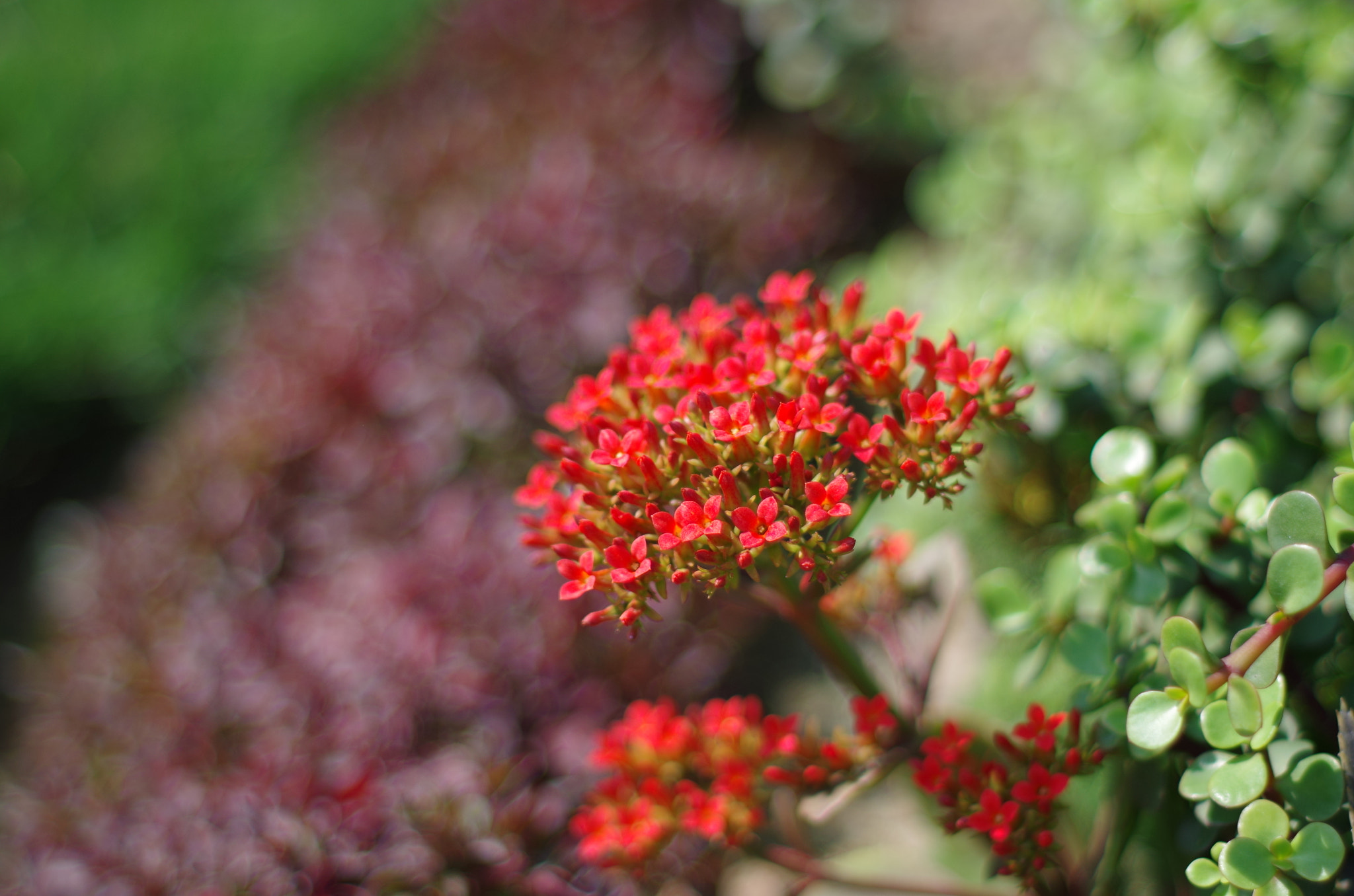 Pentax K-50 sample photo. Small flowers photography