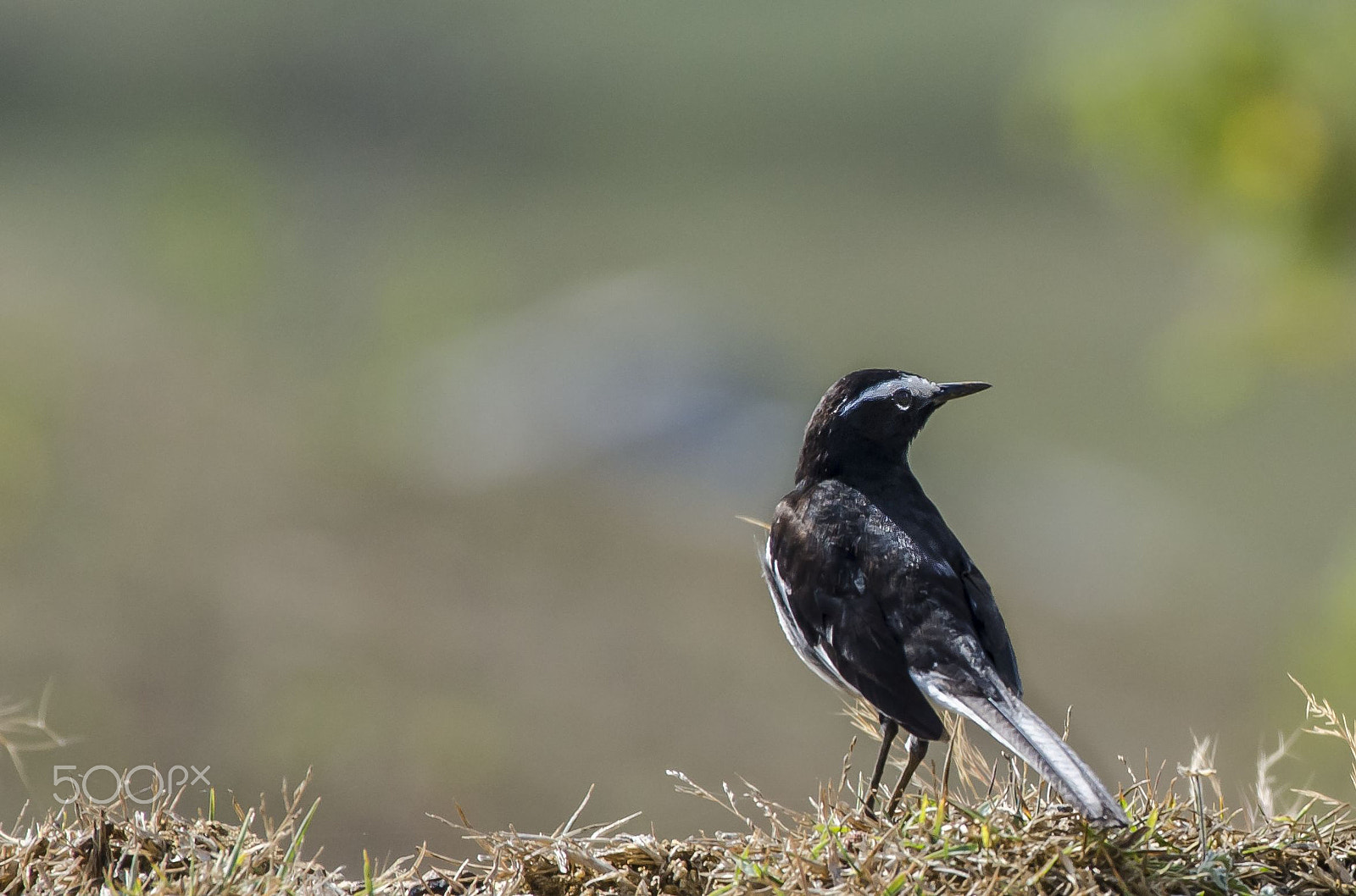 Nikon AF-S Nikkor 200-500mm F5.6E ED VR sample photo. Waggy photography