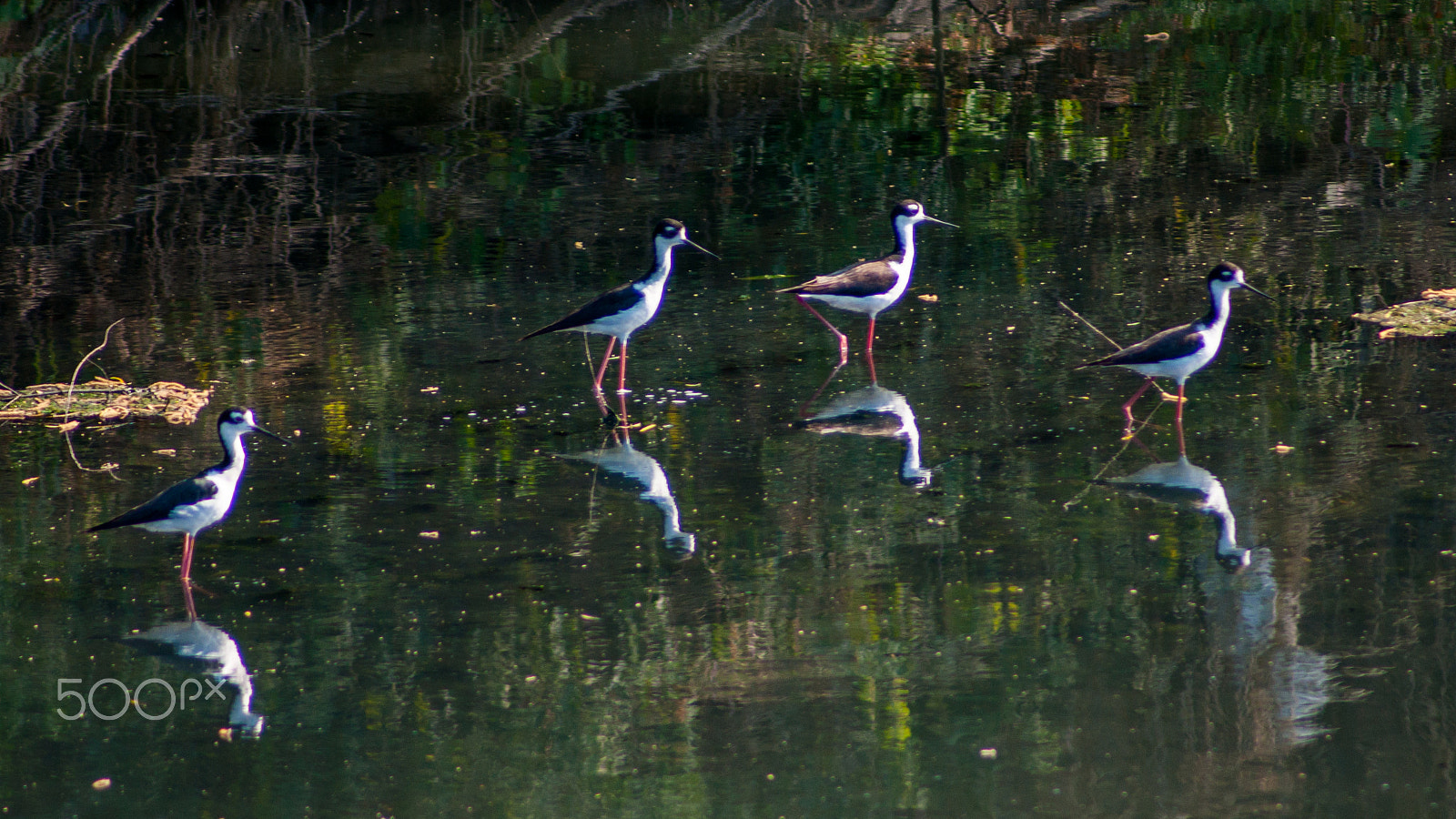 Sony Alpha DSLR-A380 sample photo. Four birds reflected photography