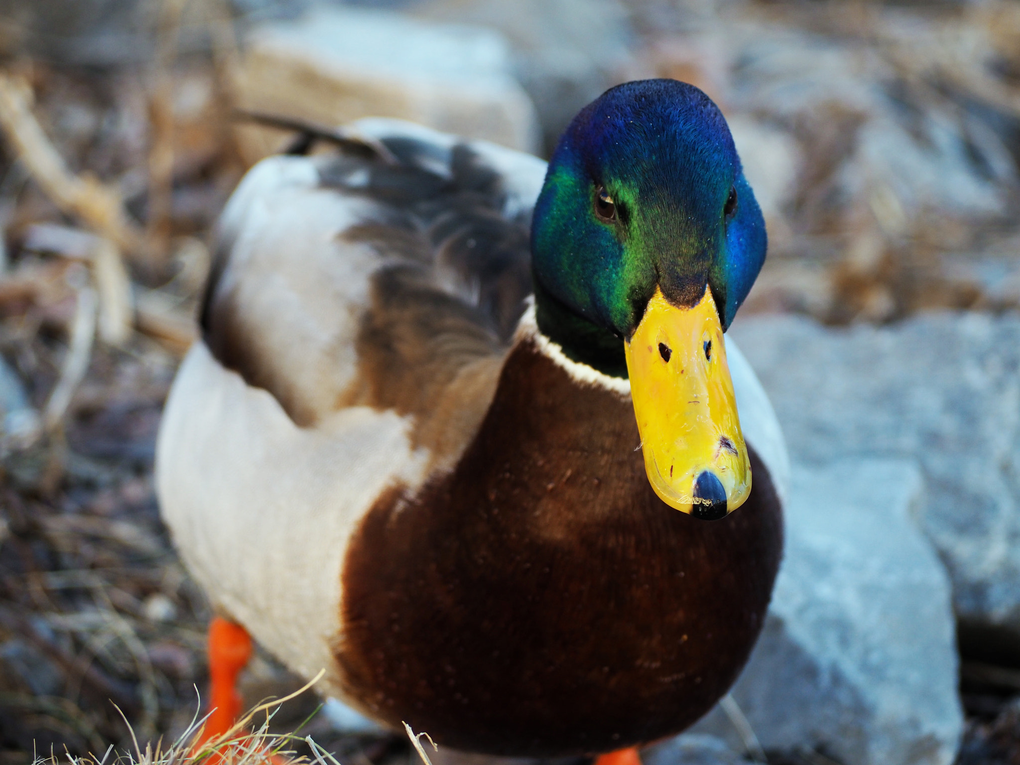 Olympus OM-D E-M10 II sample photo. Quack quack photography