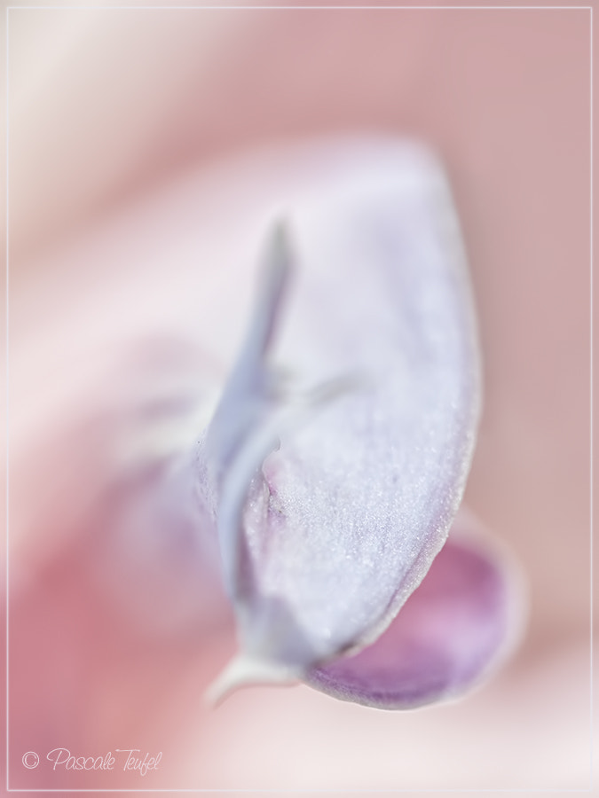 Sigma 150mm F2.8 EX DG Macro HSM sample photo. I saw the angel photography