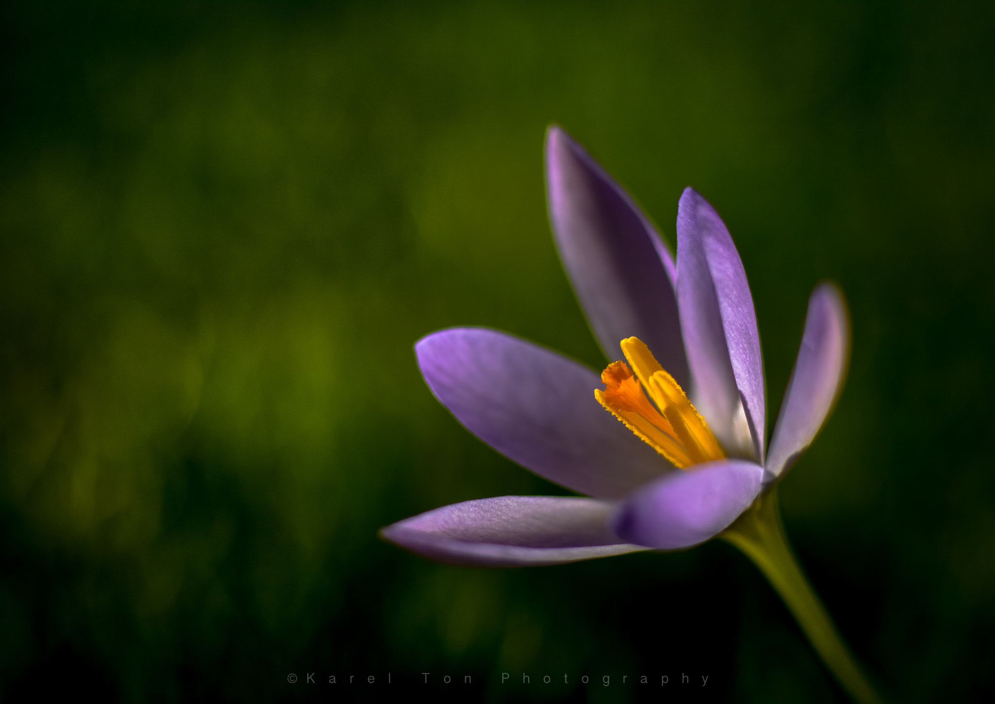 Sigma 70mm F2.8 EX DG Macro sample photo. "crocus vernus" photography