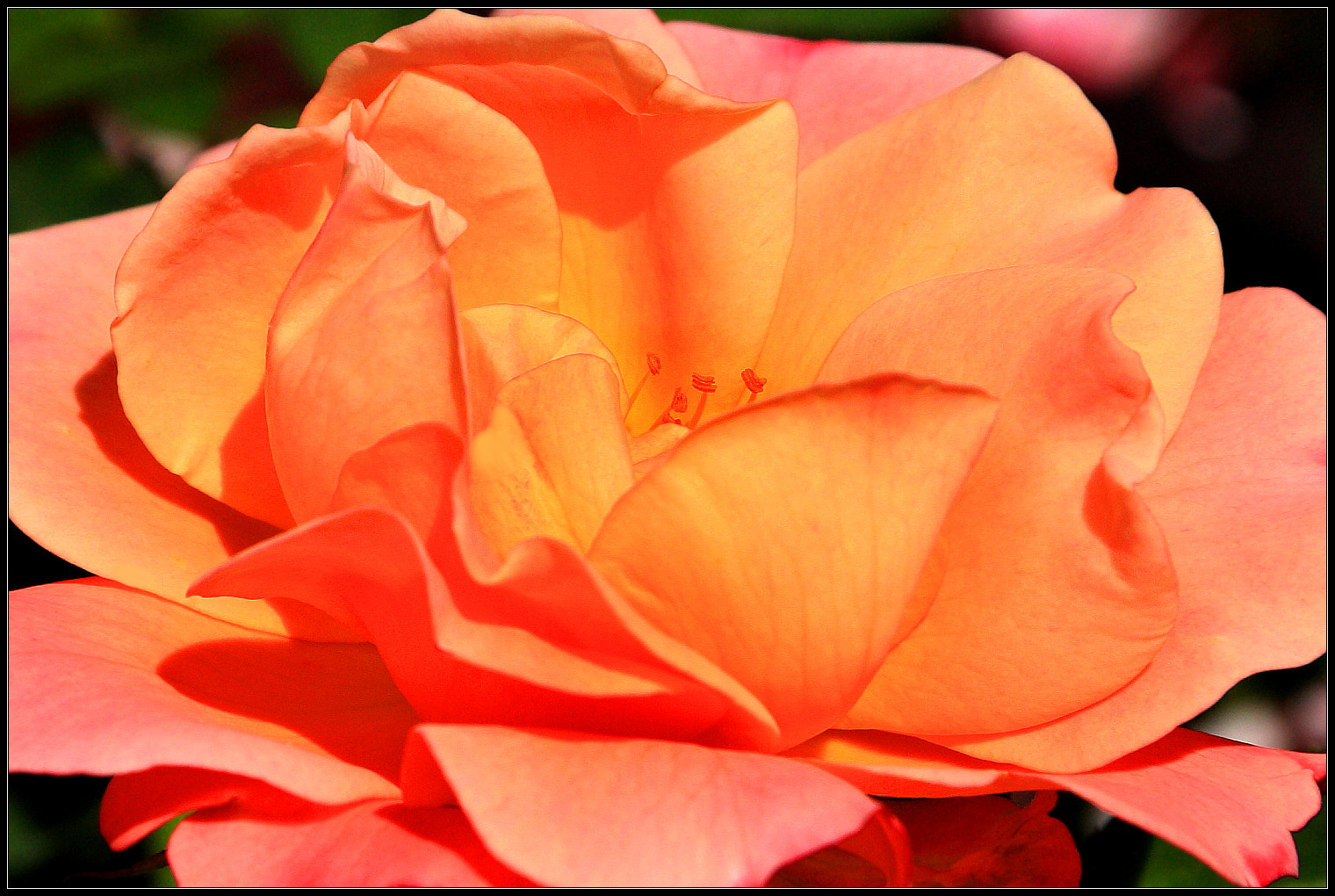 Canon EOS 450D (EOS Rebel XSi / EOS Kiss X2) sample photo. Rose photography