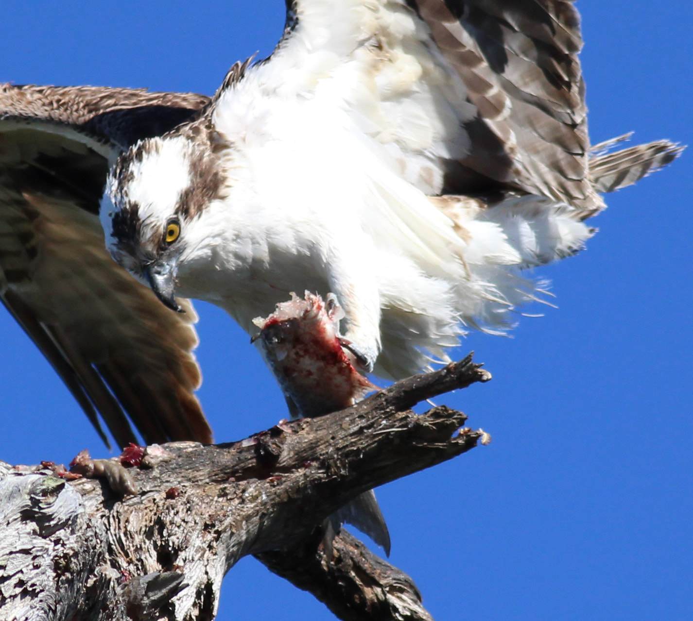 Canon EOS 600D (Rebel EOS T3i / EOS Kiss X5) + Canon EF 400mm F5.6L USM sample photo. Osprey and fish photography