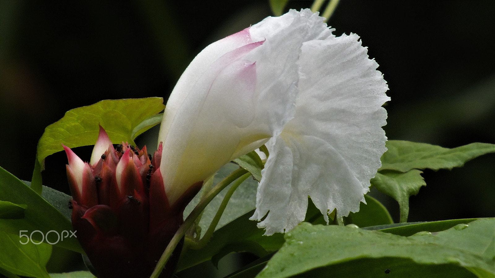 Fujifilm FinePix HS28EXR sample photo. Himalayas wild flower photography