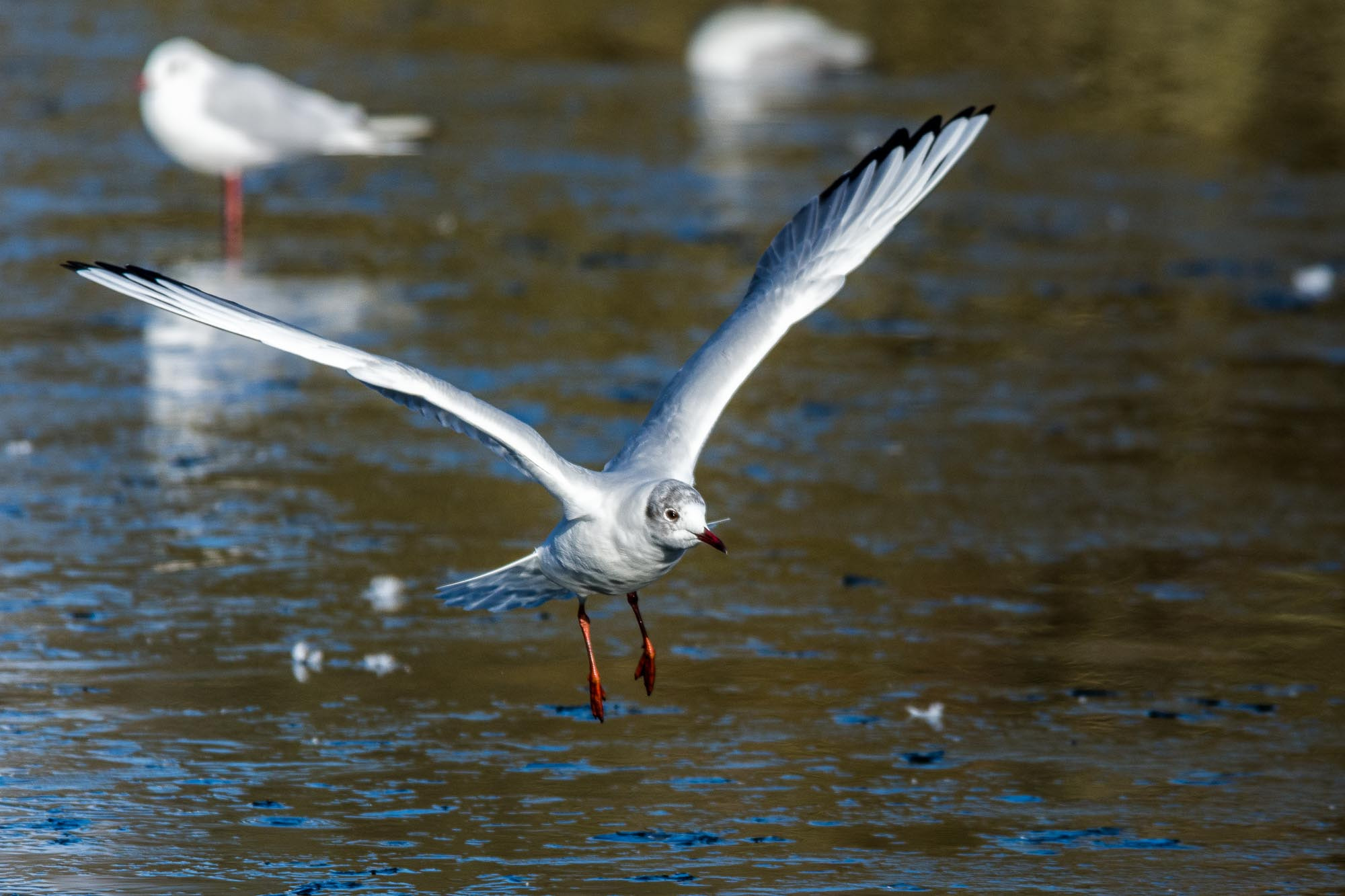 Nikon D7200 sample photo. Flying seagull photography