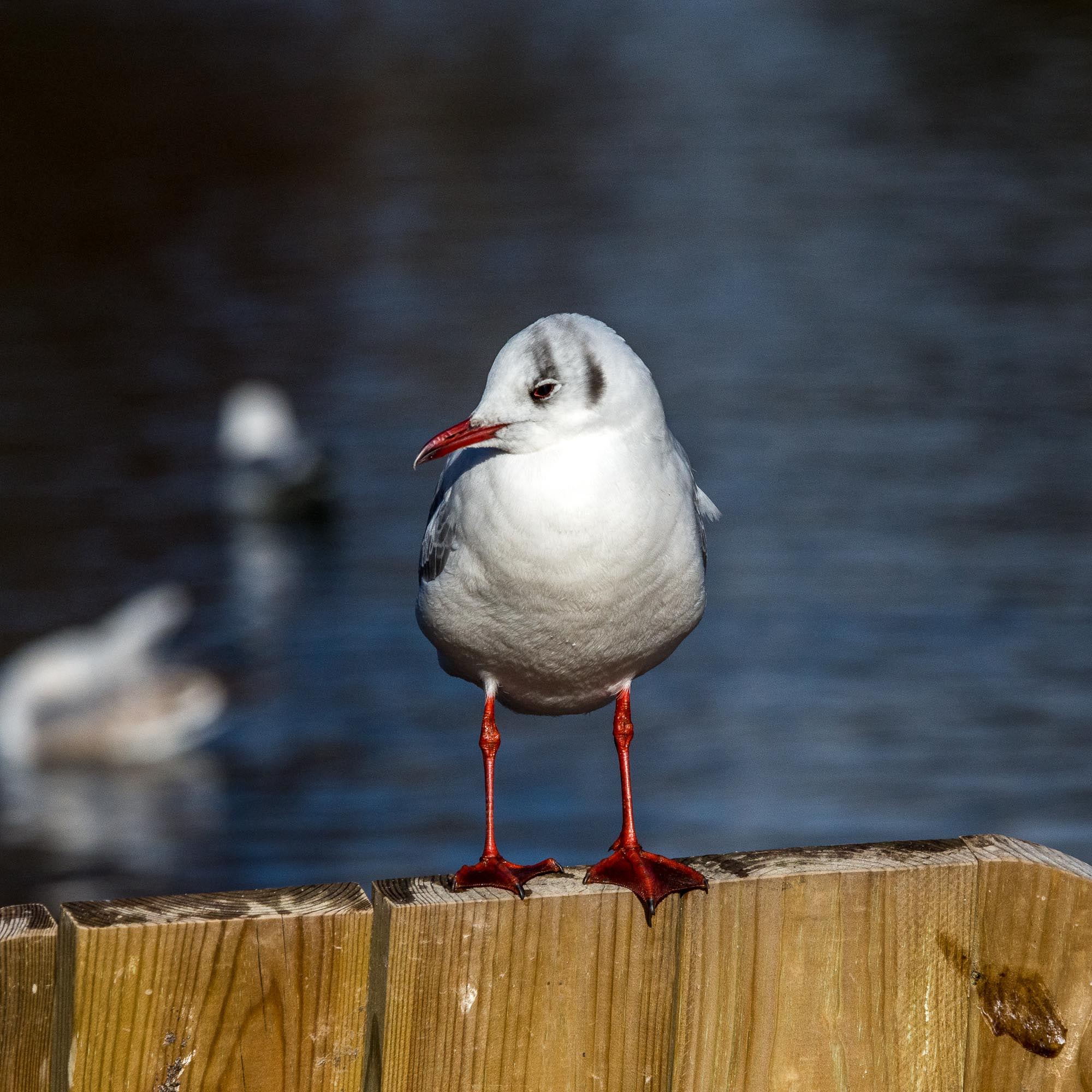 Nikon D7200 sample photo. Overview photography