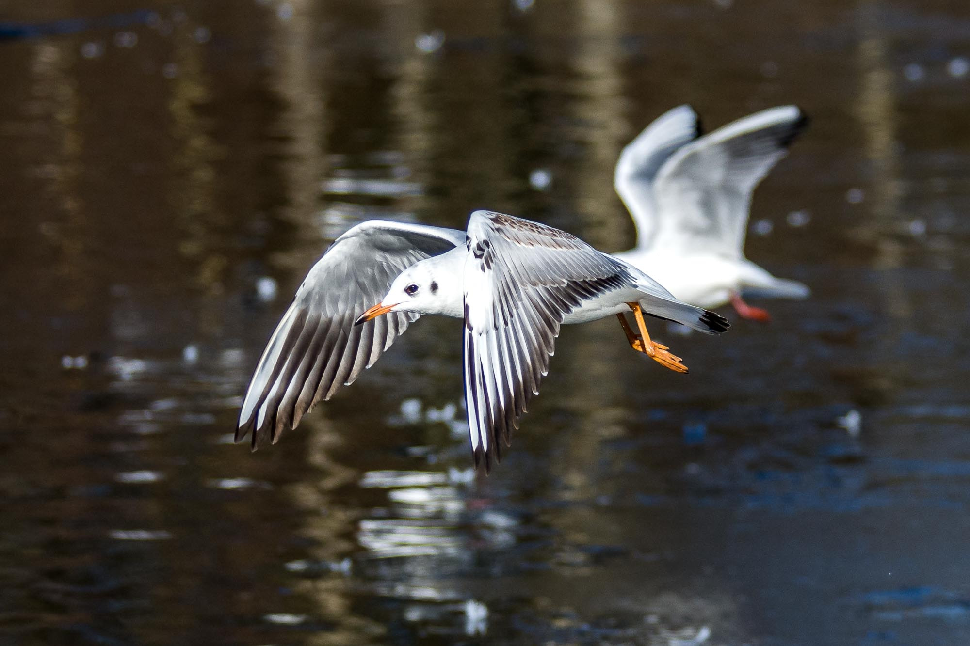 Nikon D7200 sample photo. Flying seagulls photography
