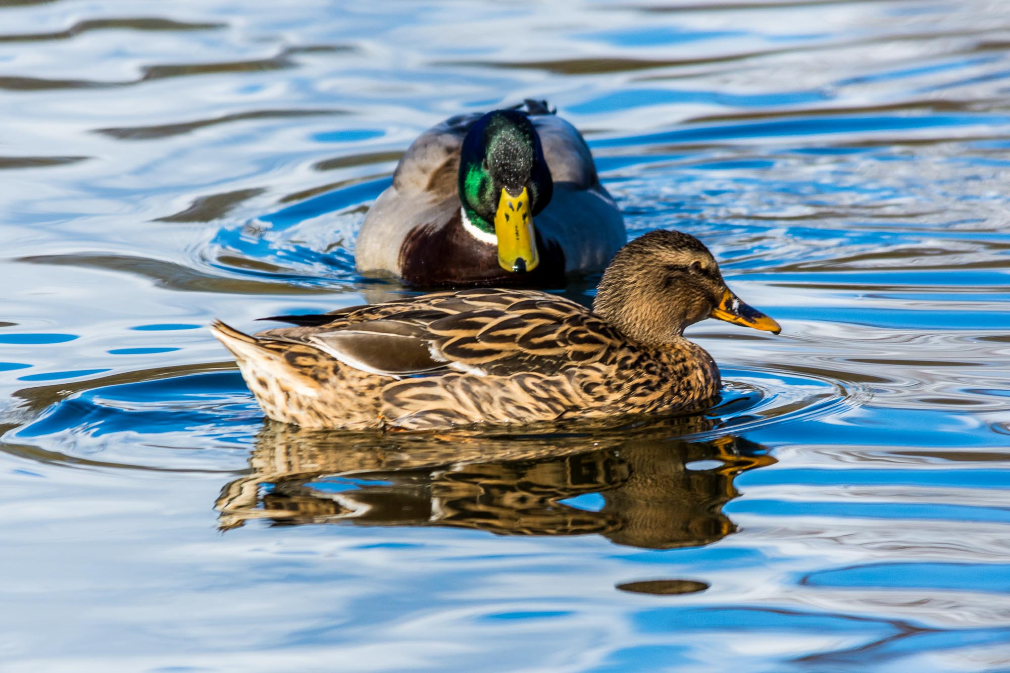 Nikon D7200 sample photo. Mr and mrs duck photography