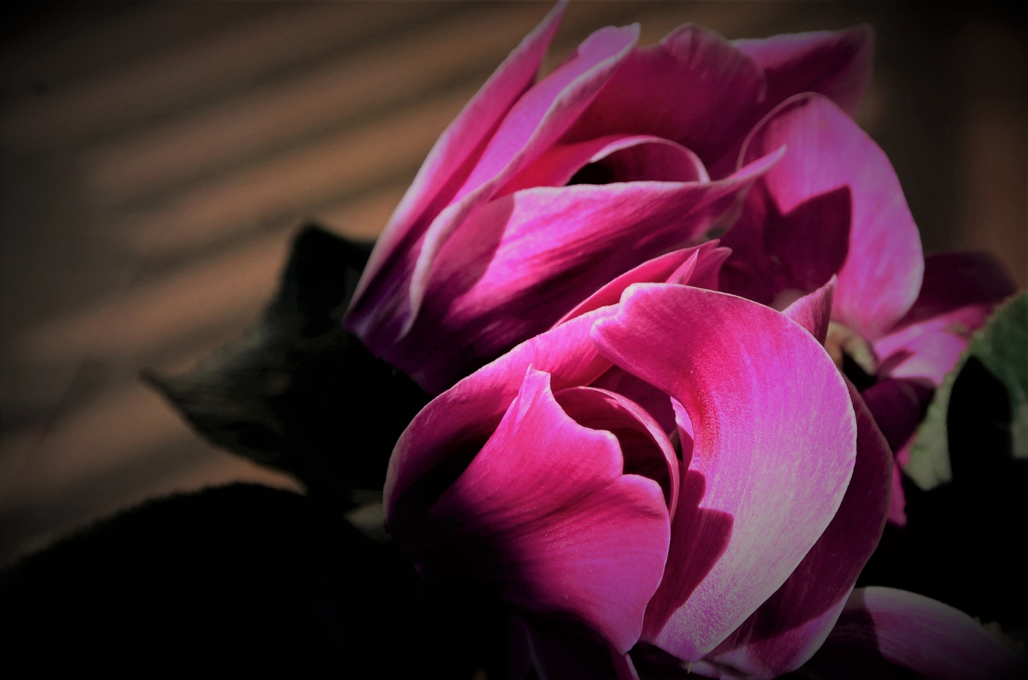 Manual Lens No CPU sample photo. Fiori nel mio balcone photography