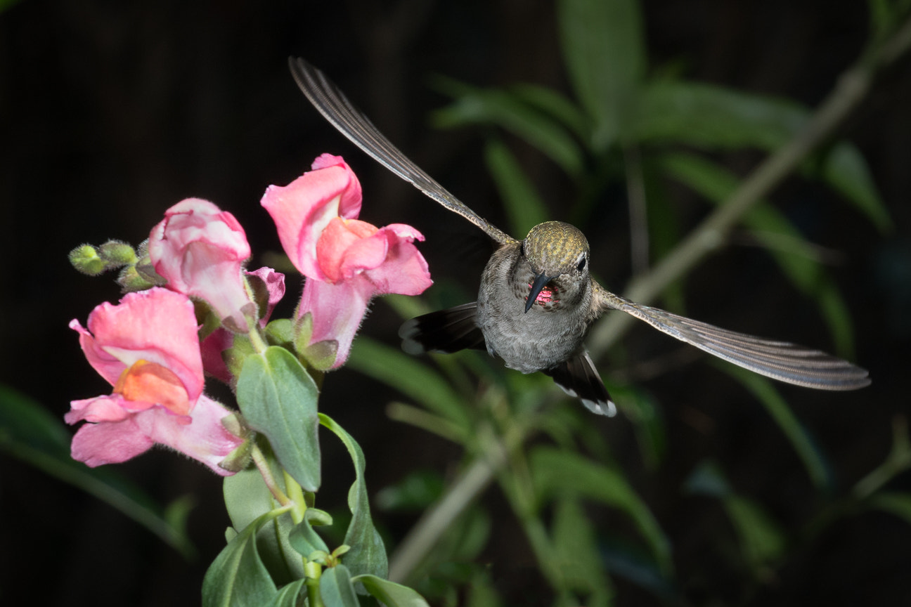 Nikon D500 sample photo. Anna's hummingbird photography