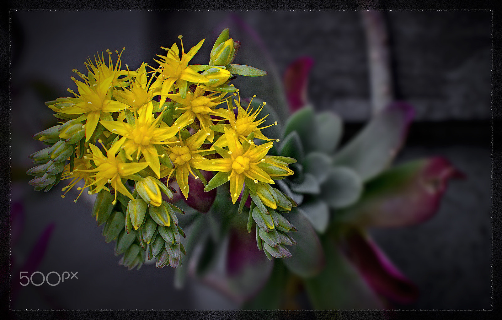 Canon EF 70-200mm F2.8L IS USM sample photo. Sedum palmers, in bloom - sedum palmeri, in fiore - photography