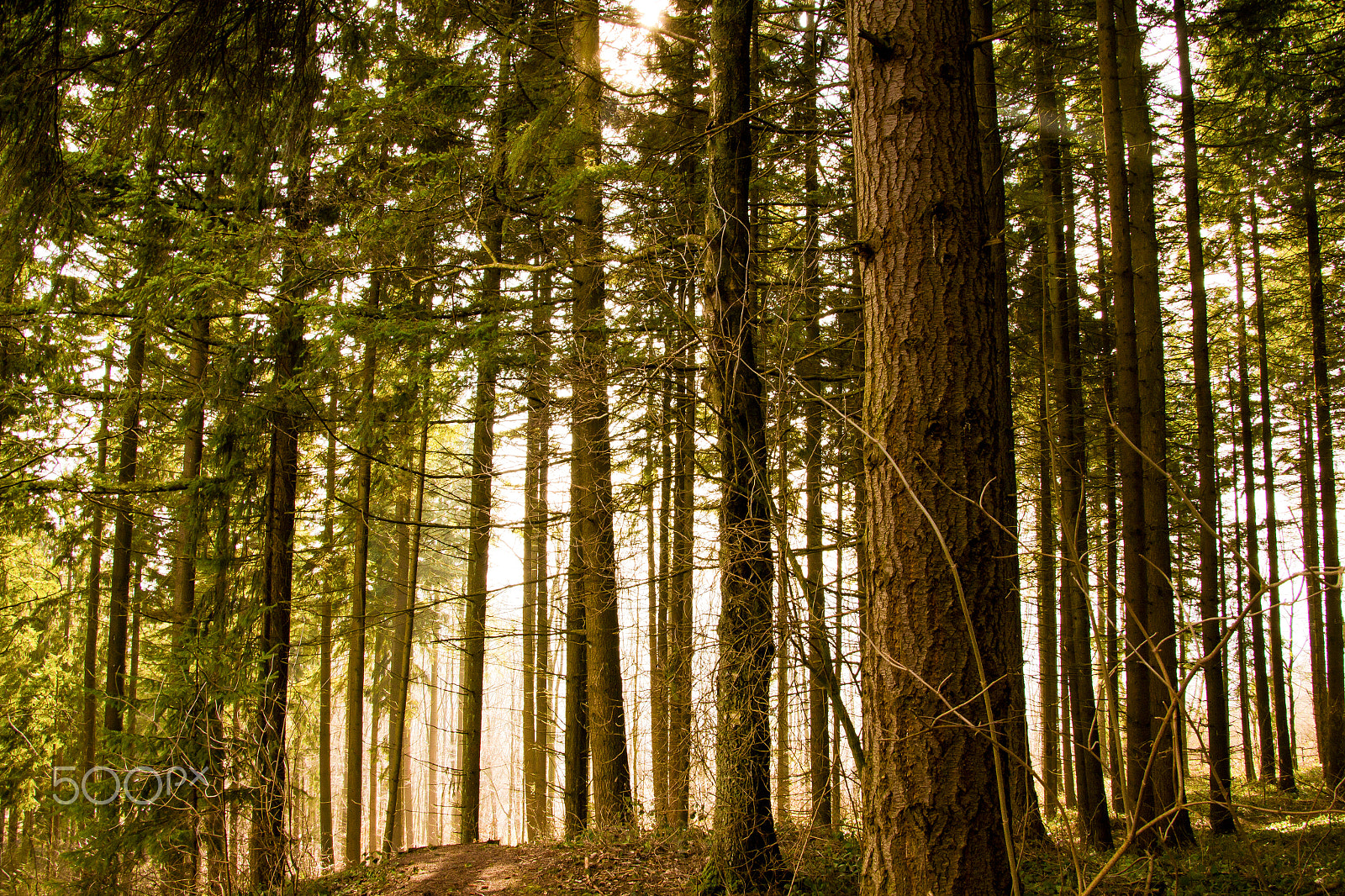 Canon EOS 700D (EOS Rebel T5i / EOS Kiss X7i) + Canon TS-E 90mm F2.8 Tilt-Shift sample photo. Forest photography