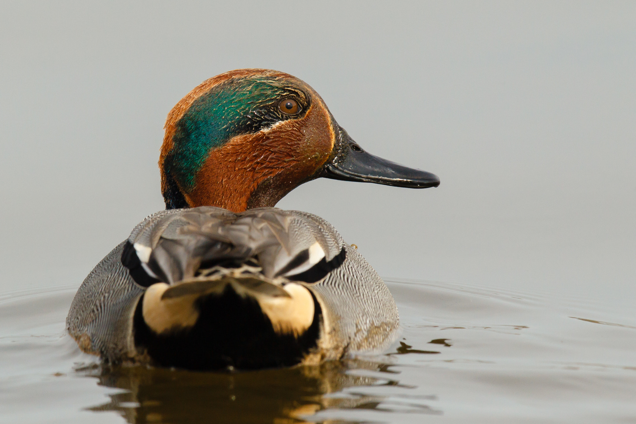 Canon EOS-1D Mark IV + Canon EF 600mm F4L IS II USM sample photo. Male common teal swimming photography