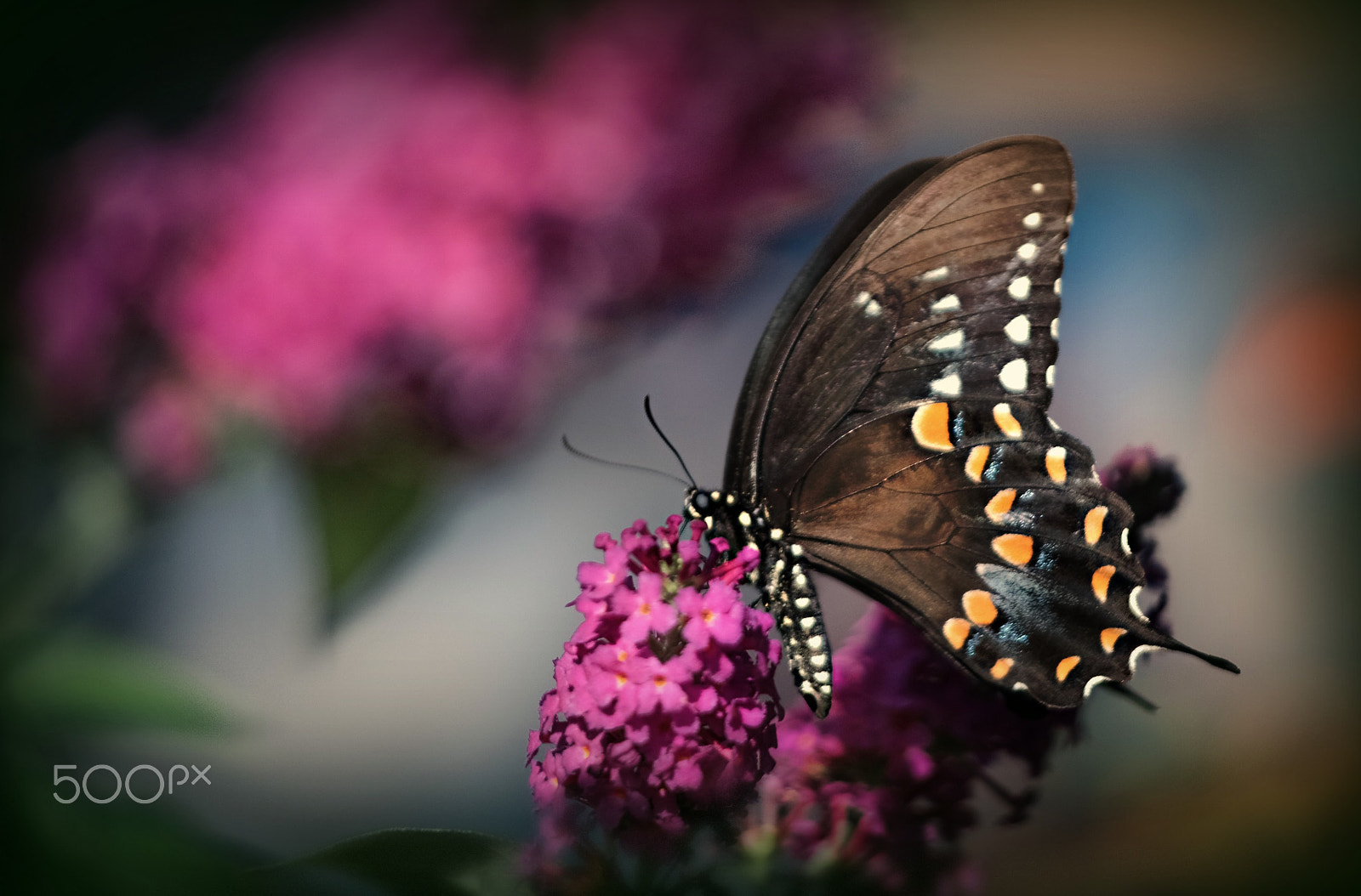 Nikon D810 sample photo. Butterfly photography