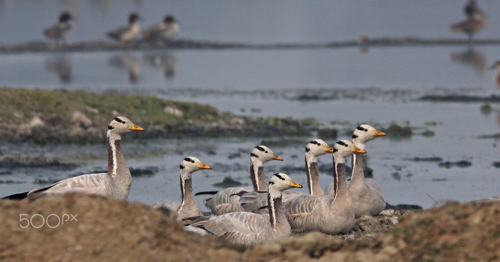 Sigma 150-600mm F5-6.3 DG OS HSM | C sample photo. Bar headed geese photography