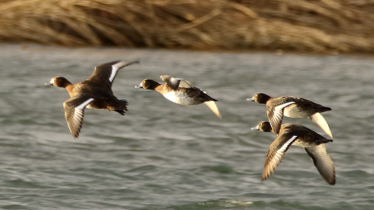 Sigma 150-600mm F5-6.3 DG OS HSM | C sample photo. Canards en vol photography