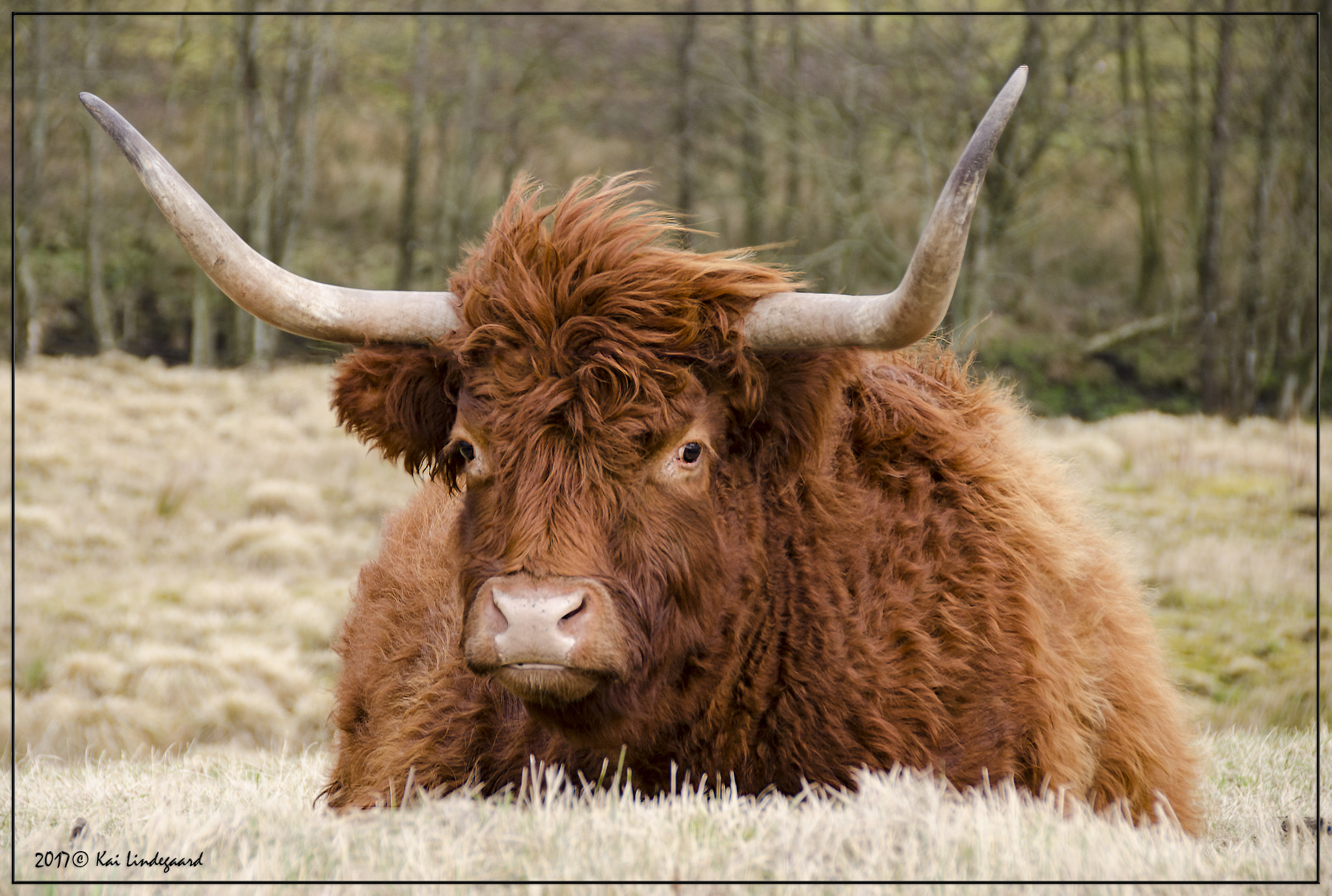 Sigma 18-200mm F3.5-6.3 II DC OS HSM sample photo. Longhorn photography