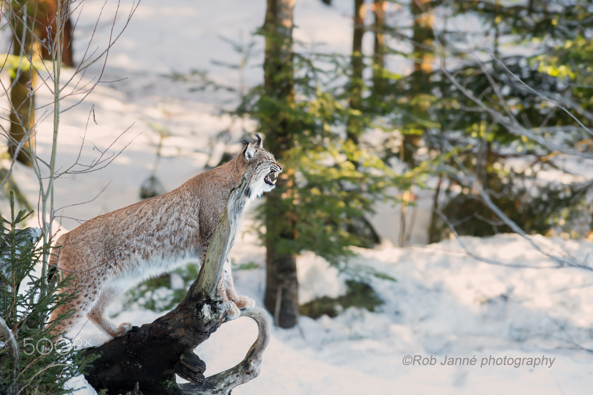 Nikon AF-S Nikkor 300mm F2.8G ED VR II sample photo. Avoid the branch, or not photography