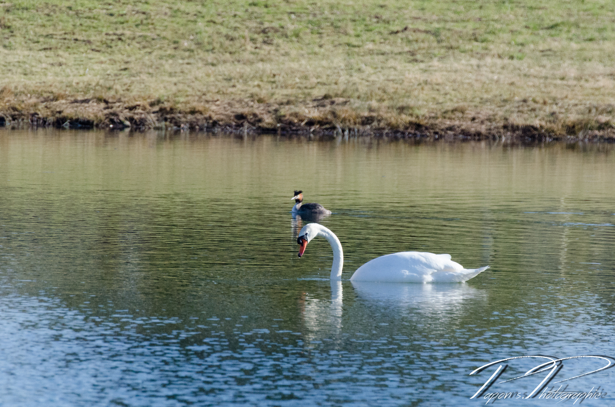 Nikon D5100 + Tamron SP 70-300mm F4-5.6 Di VC USD sample photo. Cygne blanc photography