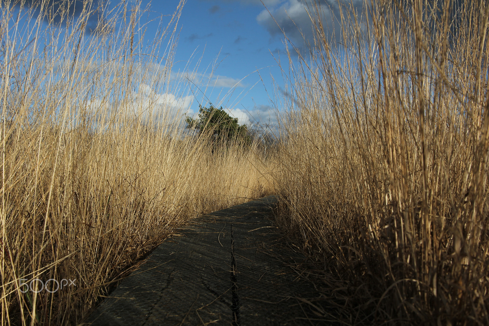 Canon EOS 60D sample photo. In the bush photography