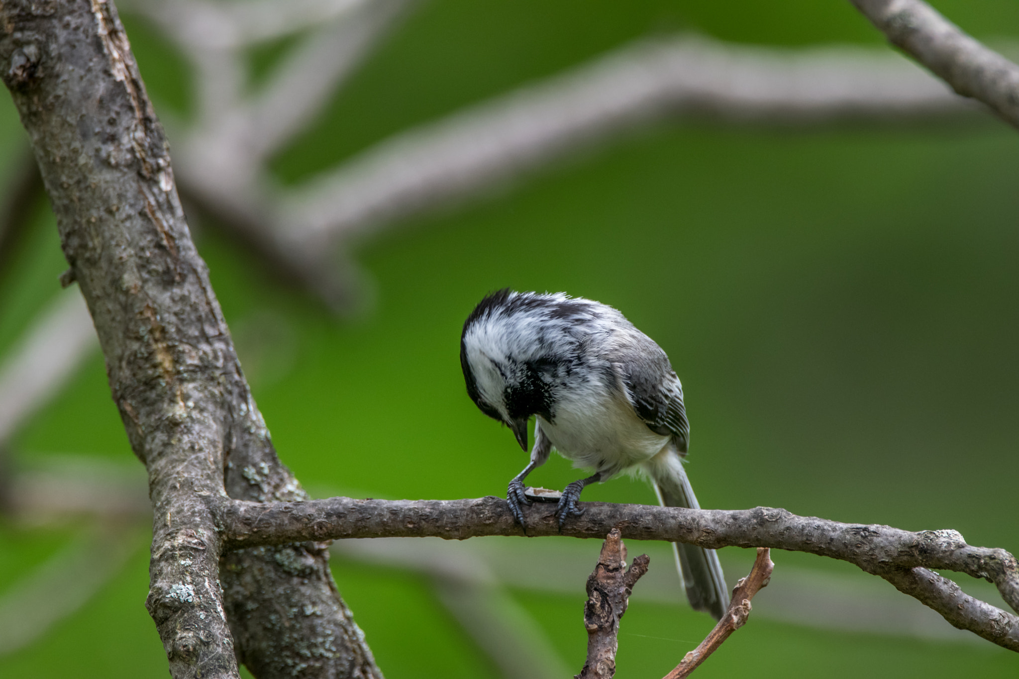 Sigma 150-600mm F5-6.3 DG OS HSM | C sample photo. Breakfast time.... photography
