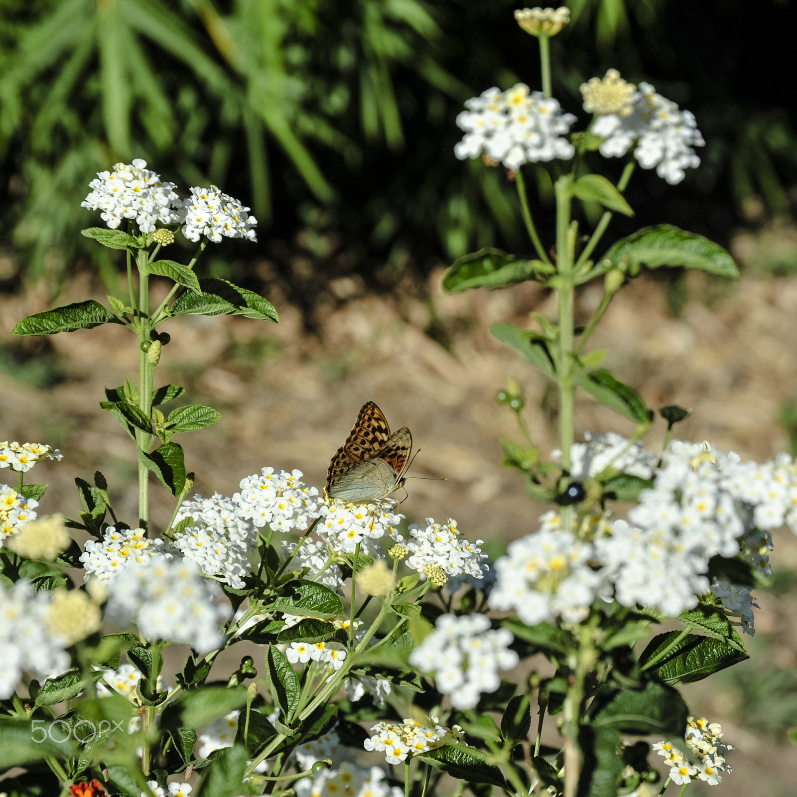 Nikon D700 sample photo. Flowers and stuff photography