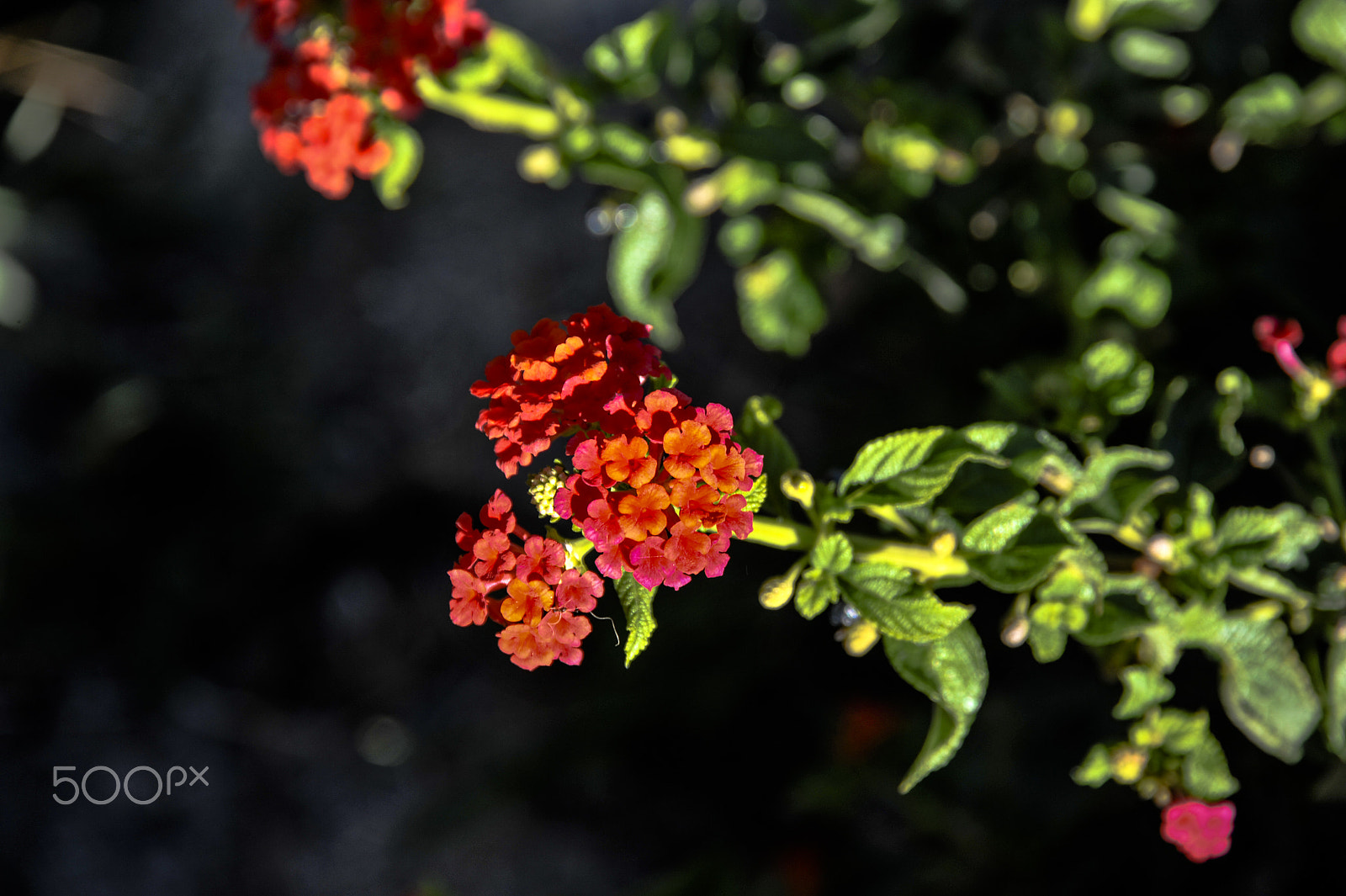 Nikon D700 sample photo. Flowers and stuff photography