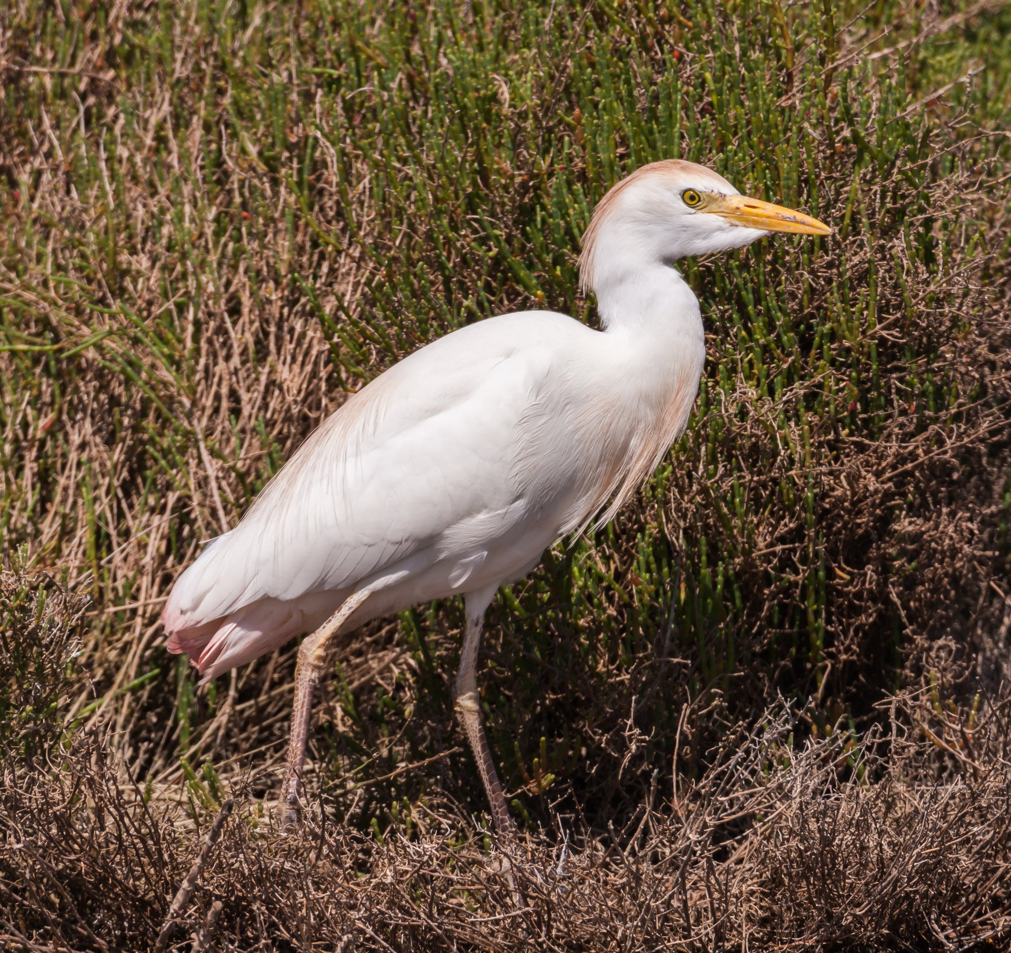 Canon EF 500mm F4L IS USM sample photo. Cattle egret standing in front of a bush photography