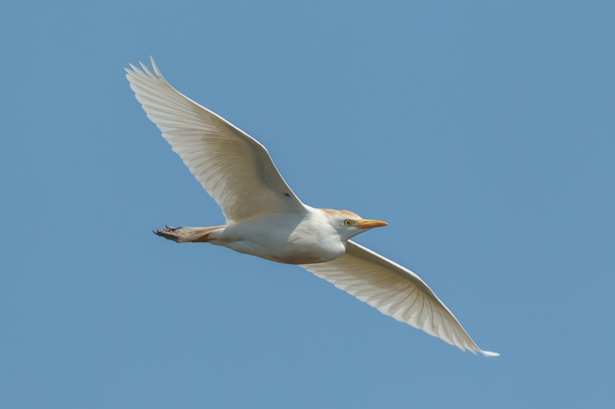 Canon EF 500mm F4L IS USM sample photo. Cattle egret flying photography