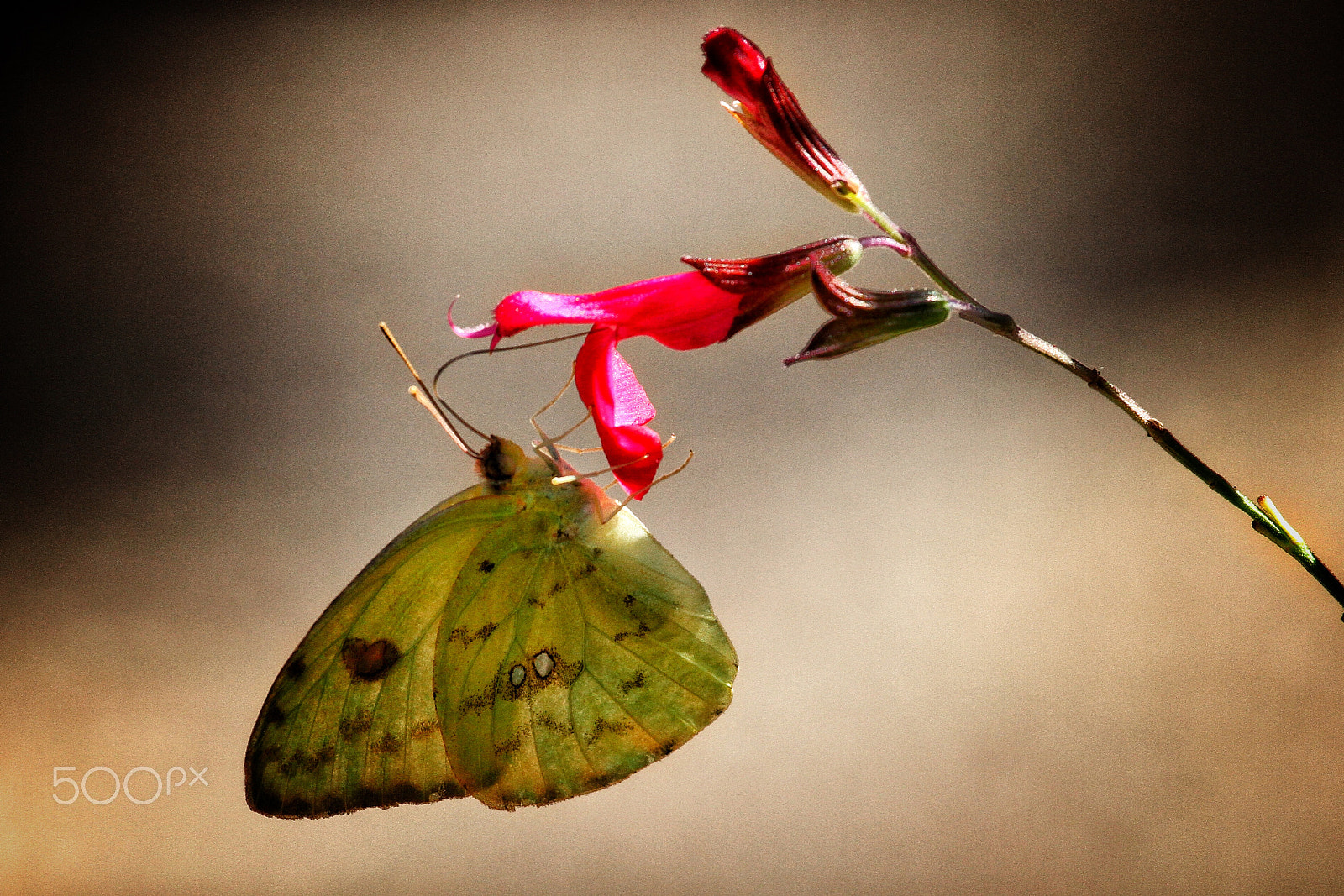 Canon EF 100-400mm F4.5-5.6L IS USM sample photo. 'flutter-bye" on a flower photography