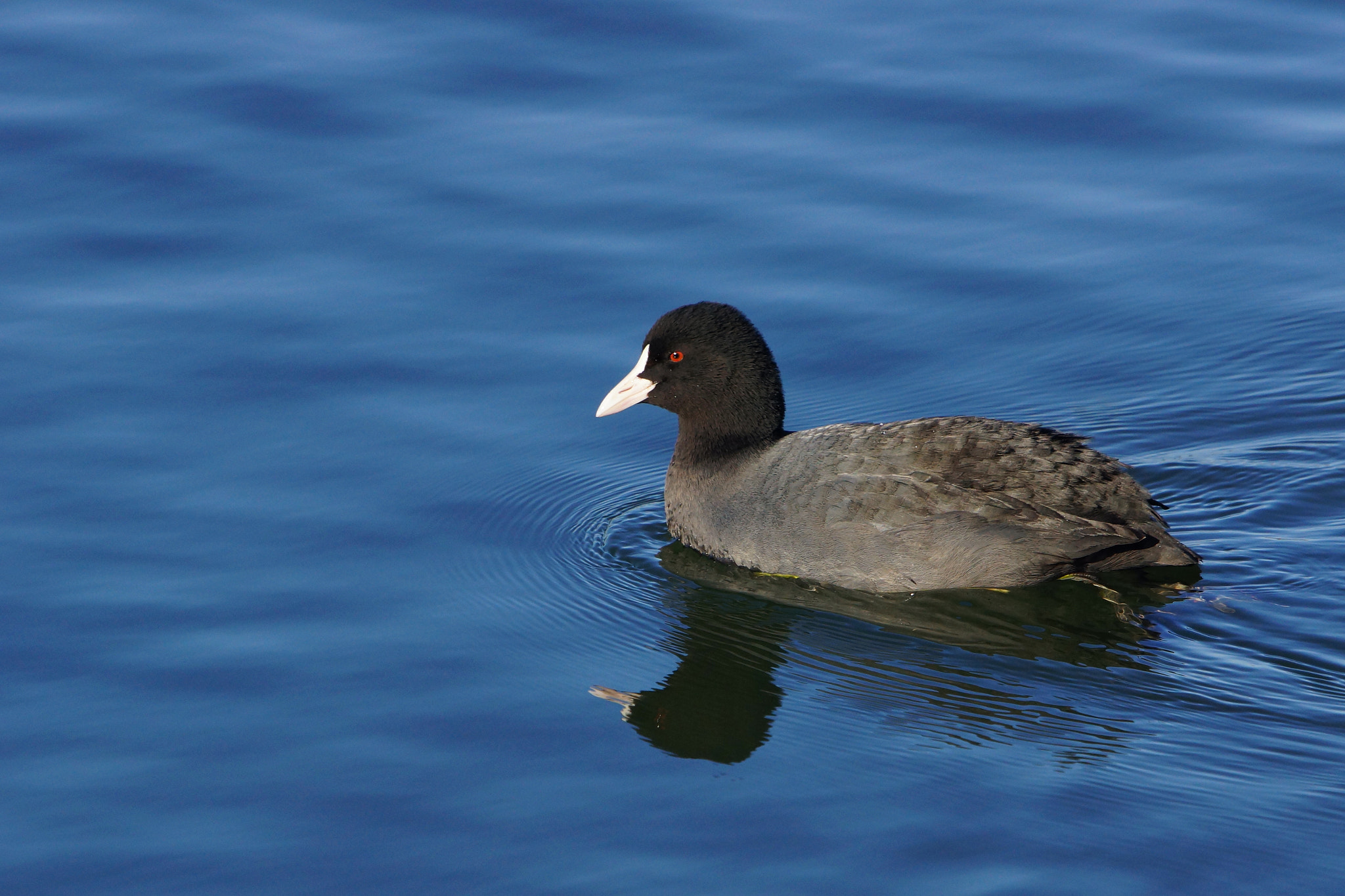 Sony SLT-A77 + Sony 70-400mm F4-5.6 G SSM sample photo. Common coot photography