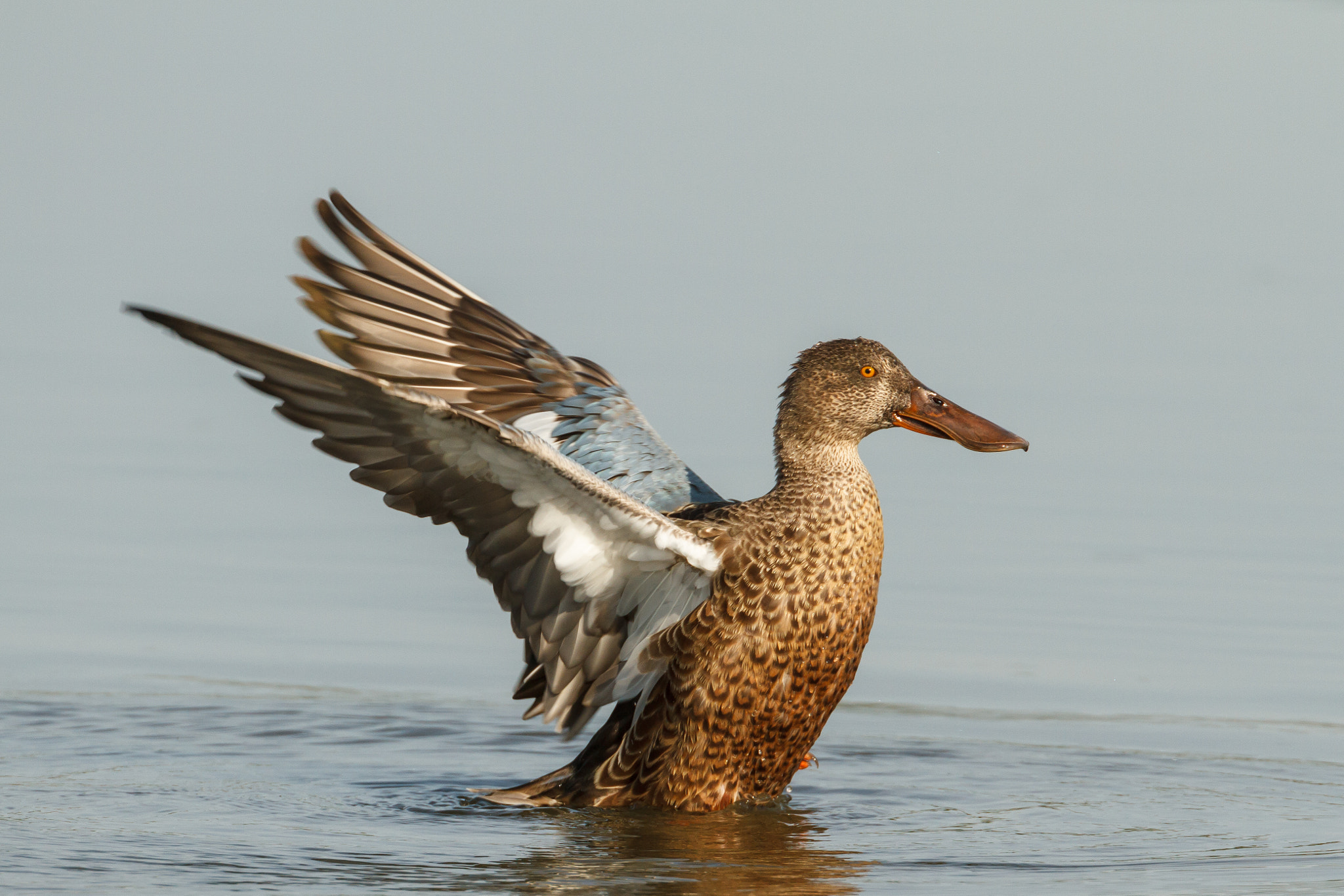 Canon EOS 7D + Canon EF 500mm F4L IS USM sample photo. Female northern shoveler showing her wings photography