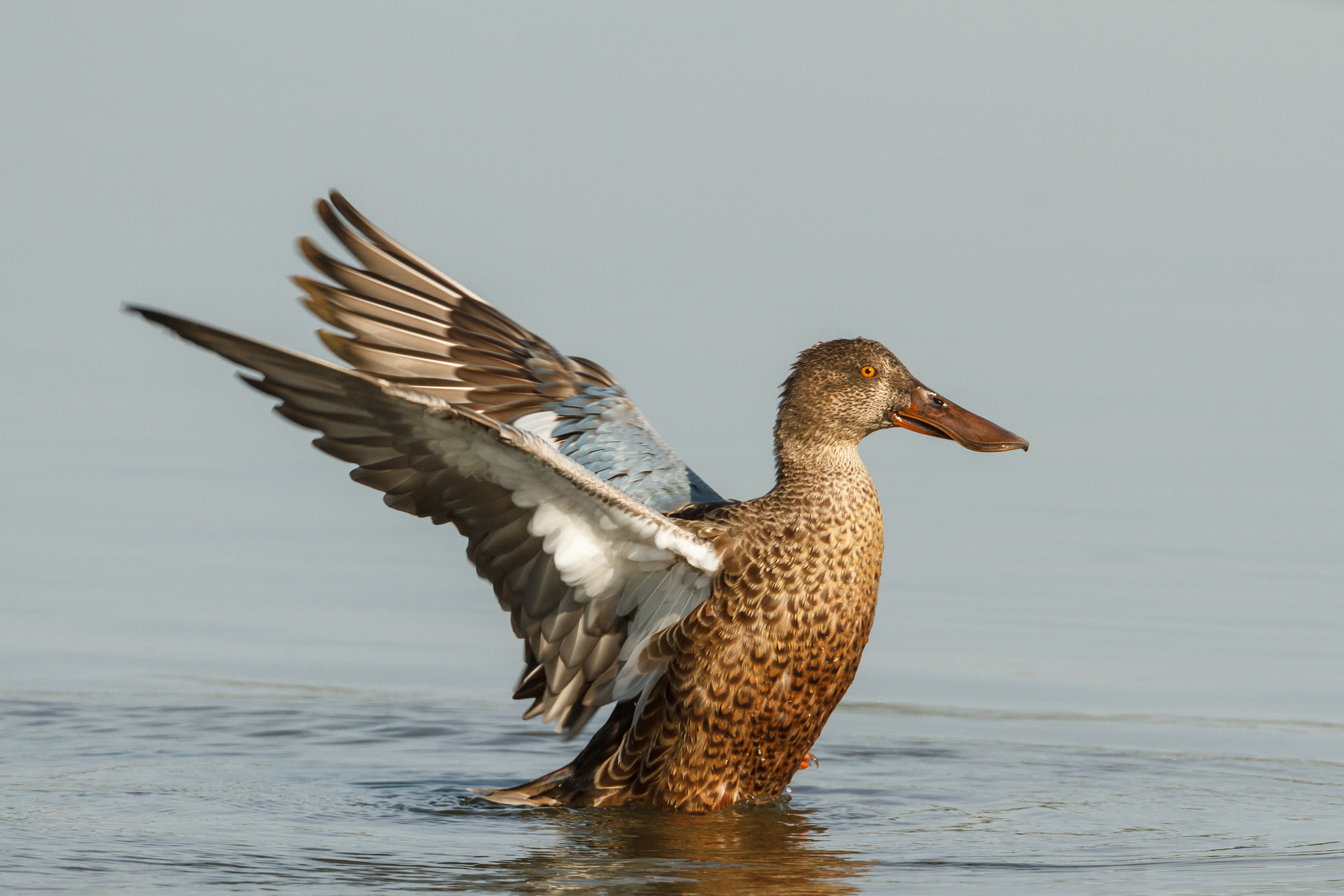 Canon EF 500mm F4L IS USM sample photo. Female northern shoveler showing her wings photography