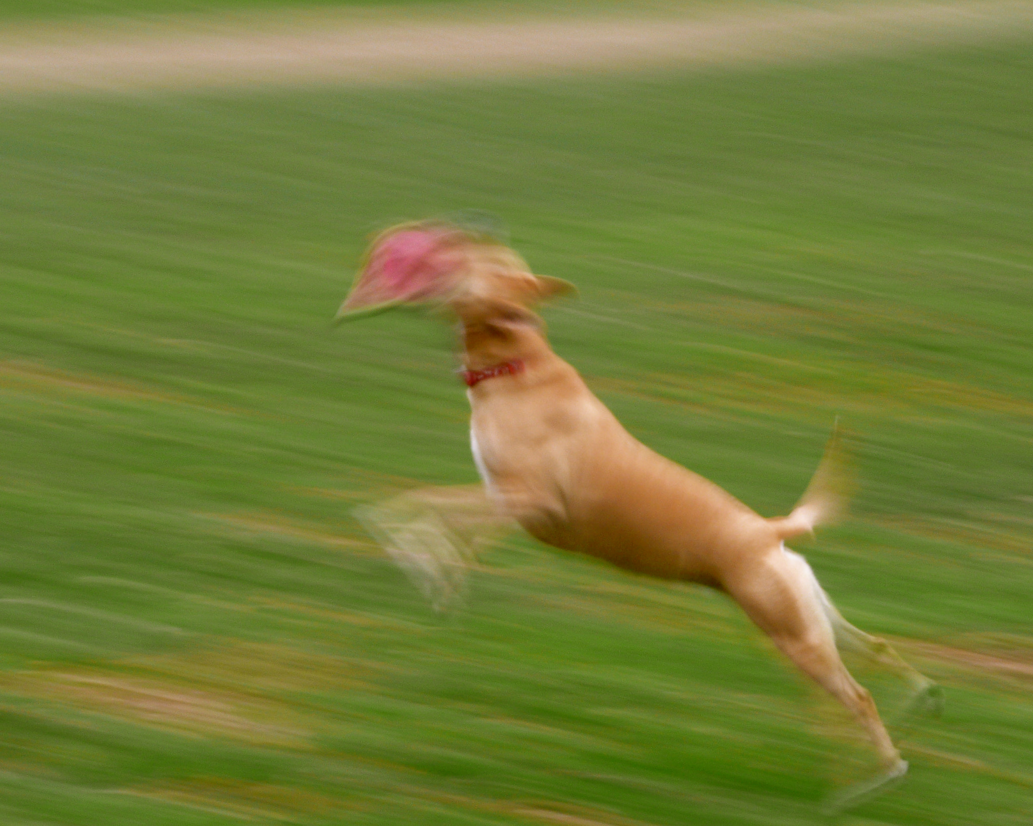 Panasonic DMC-TZ3 sample photo. Fetch! photography